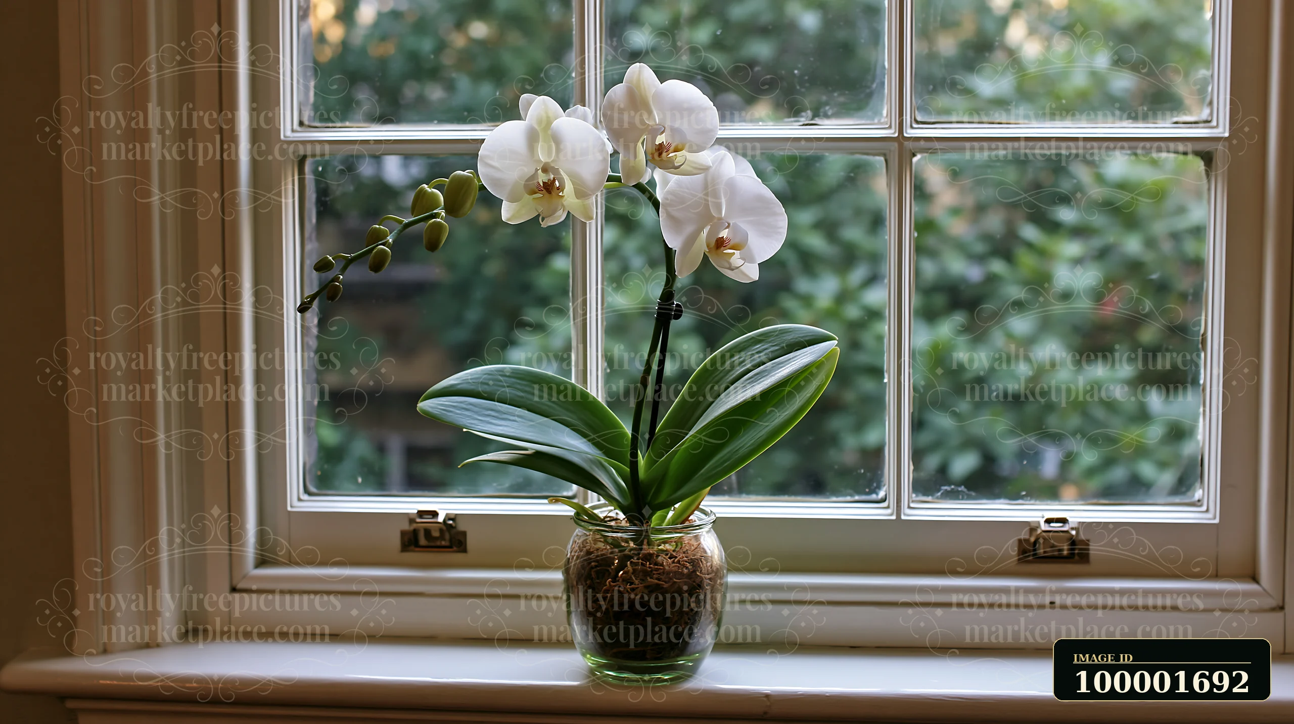 A white orchid flower on a windowsill adds beauty to the room.