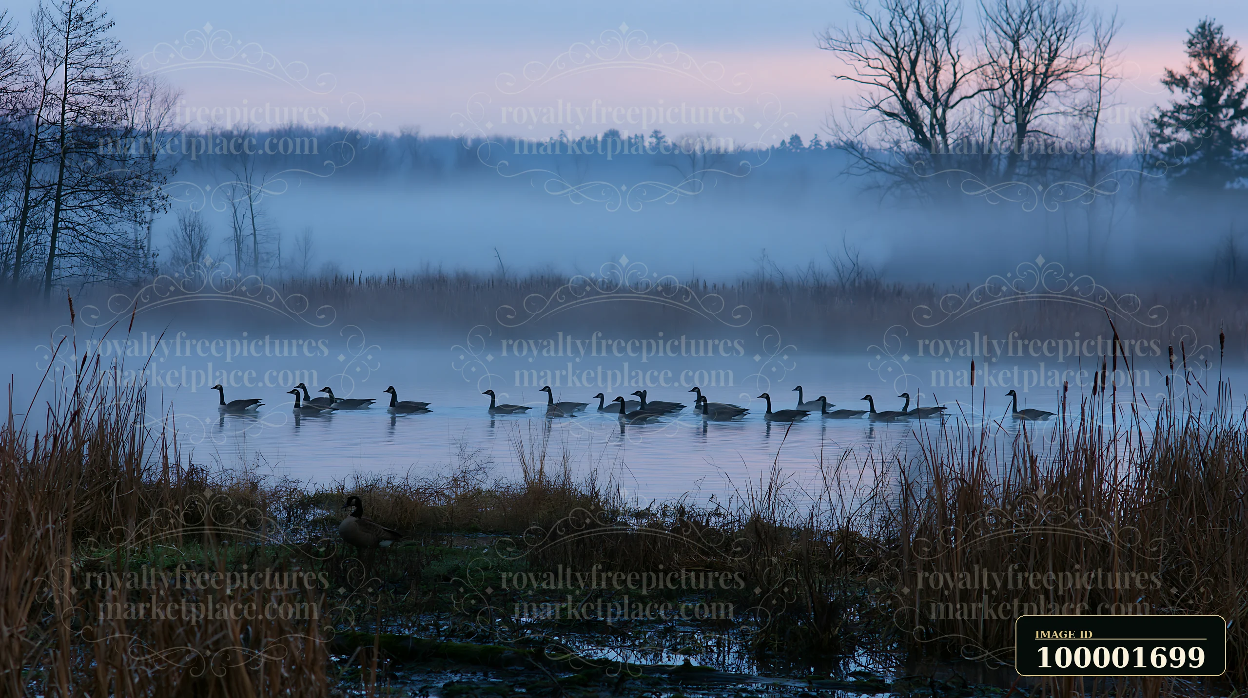 Fog drifting across meadow surrounds a group of geese swimming in calm water at dawn.
