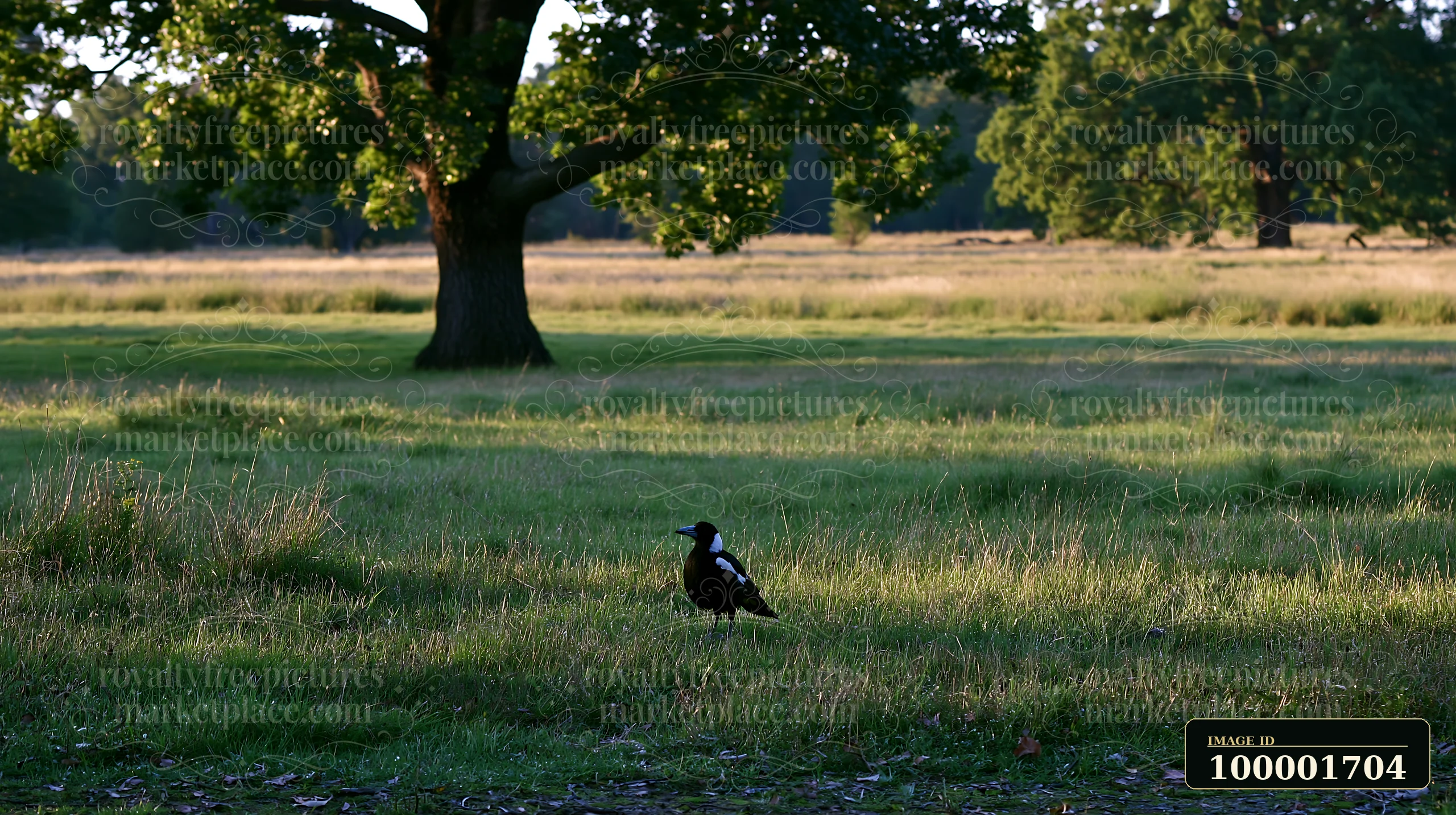 An Australian magpie in grassland looks for food among the blades of grass as the sun sets.