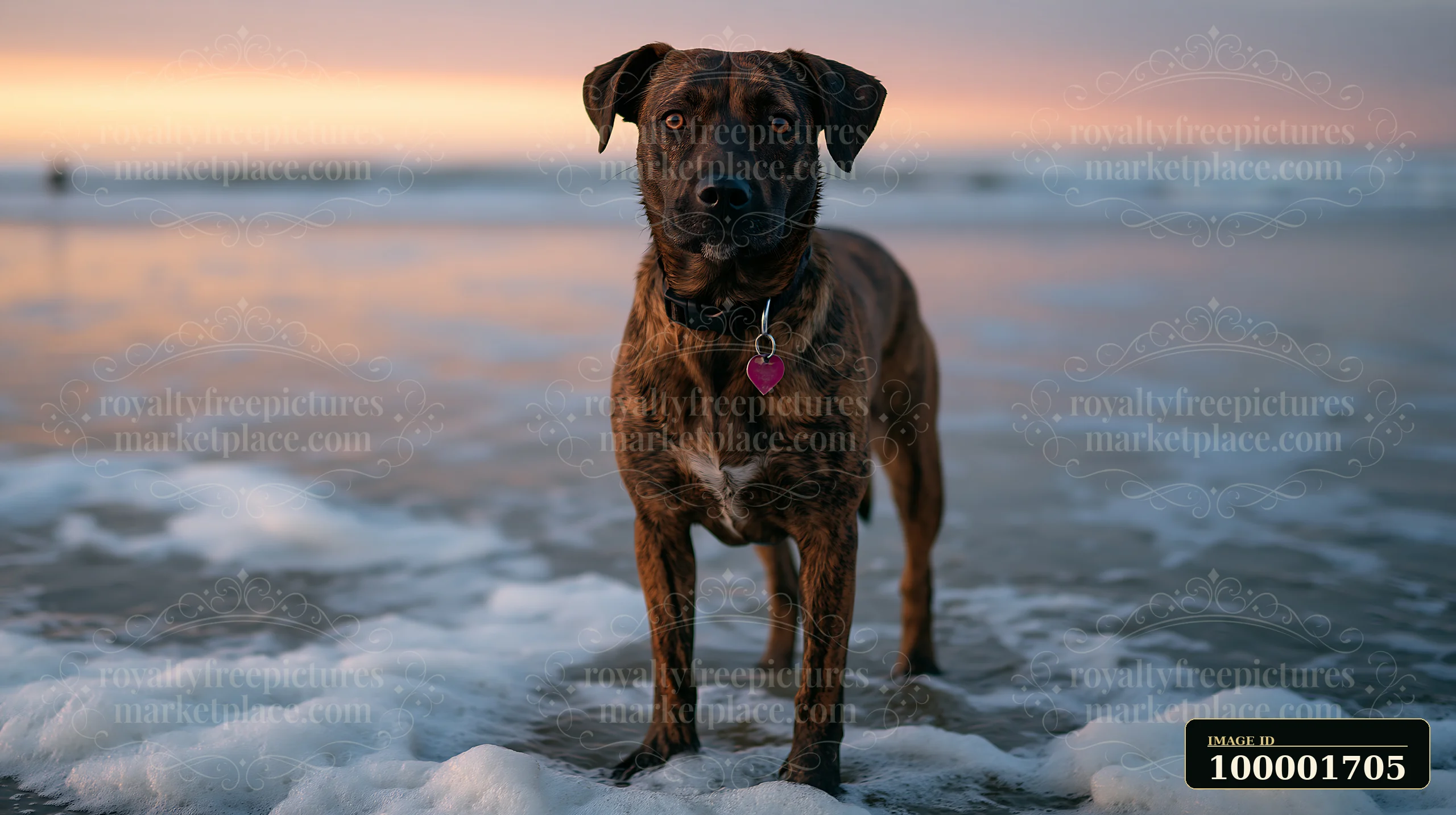 A brindle-coated dog stands in the surf, enjoying the beach at sunset.