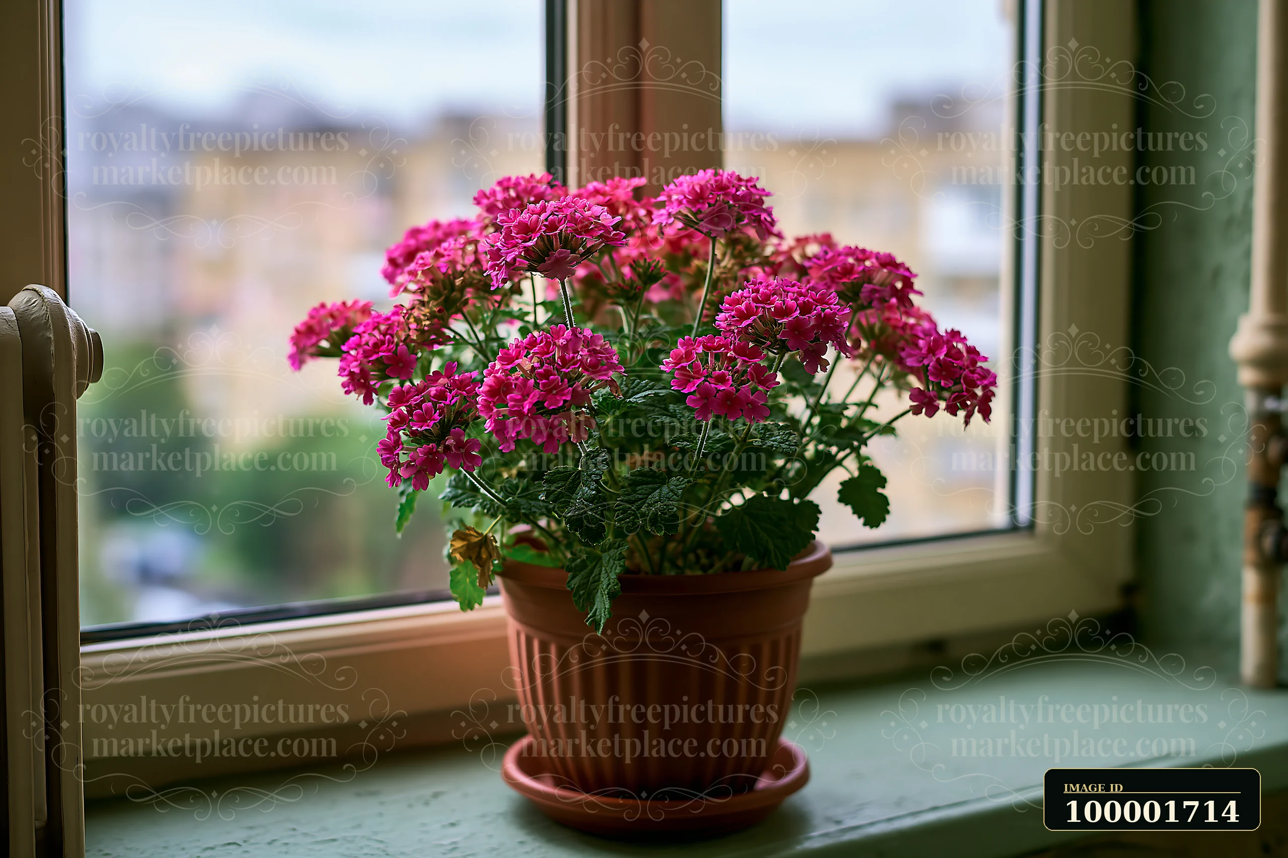 A pot of bright pink verbena flowers in a container sits on a windowsill, with buildings visible in the background.