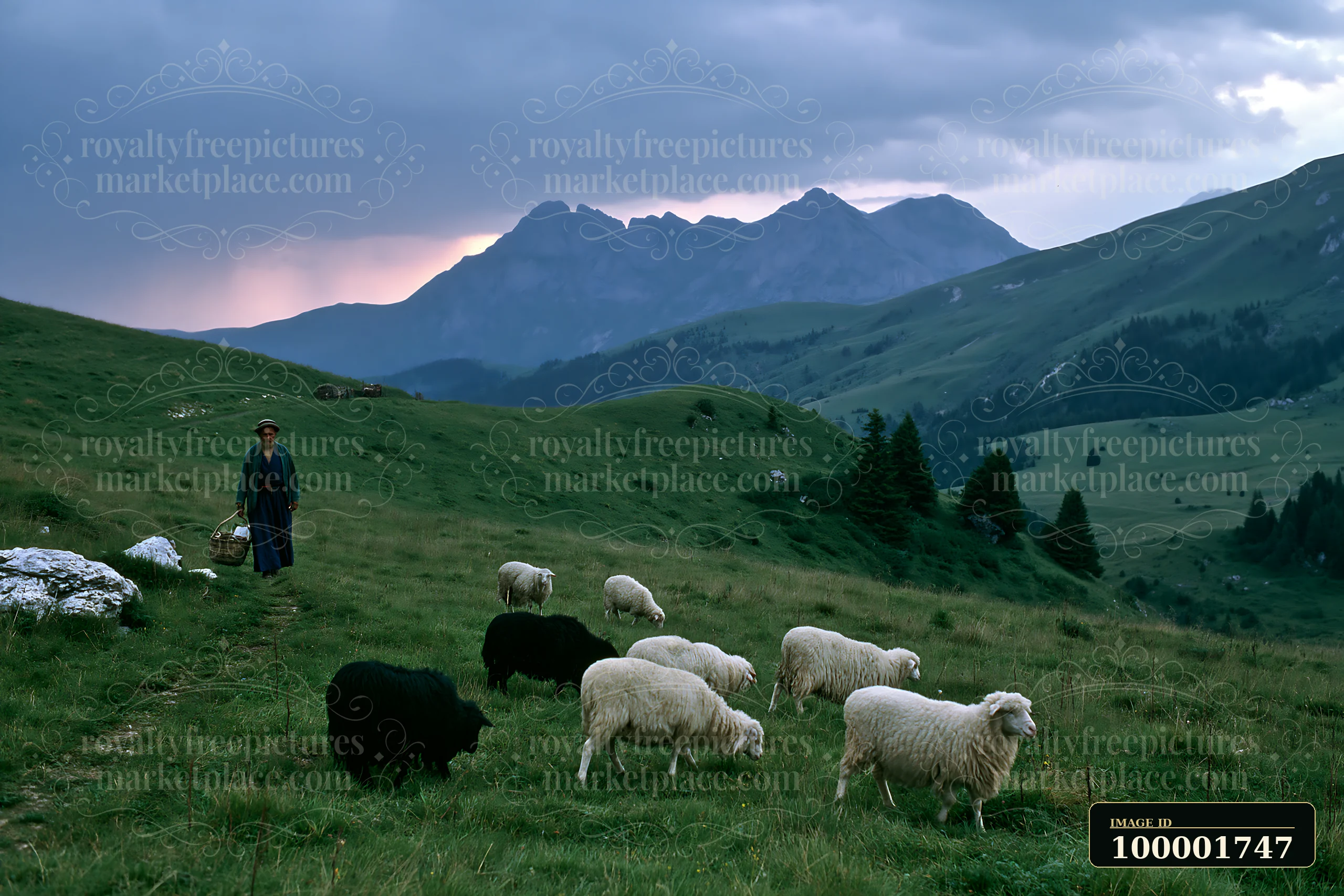 A shepherd tends to a flock of sheep on a hillside as dark clouds gather overhead.