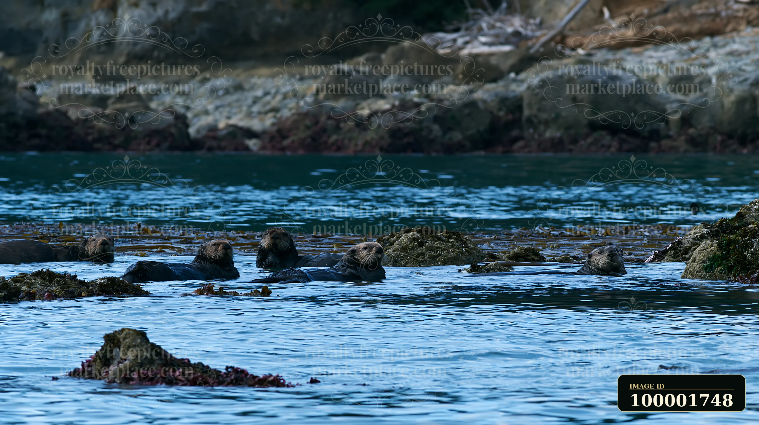 Five sea otters are floating on the water near rocks along a coastline with protected marine habitat.