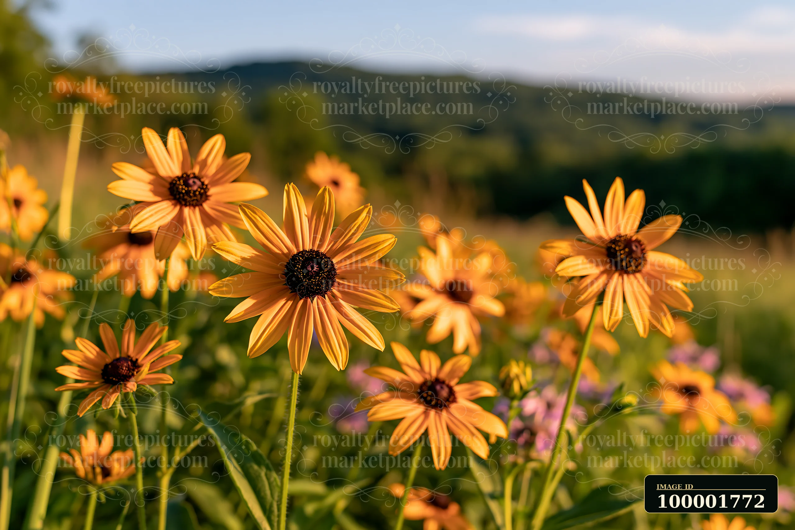 Rudbeckia flowers in sunlight create a vibrant scene in a field.