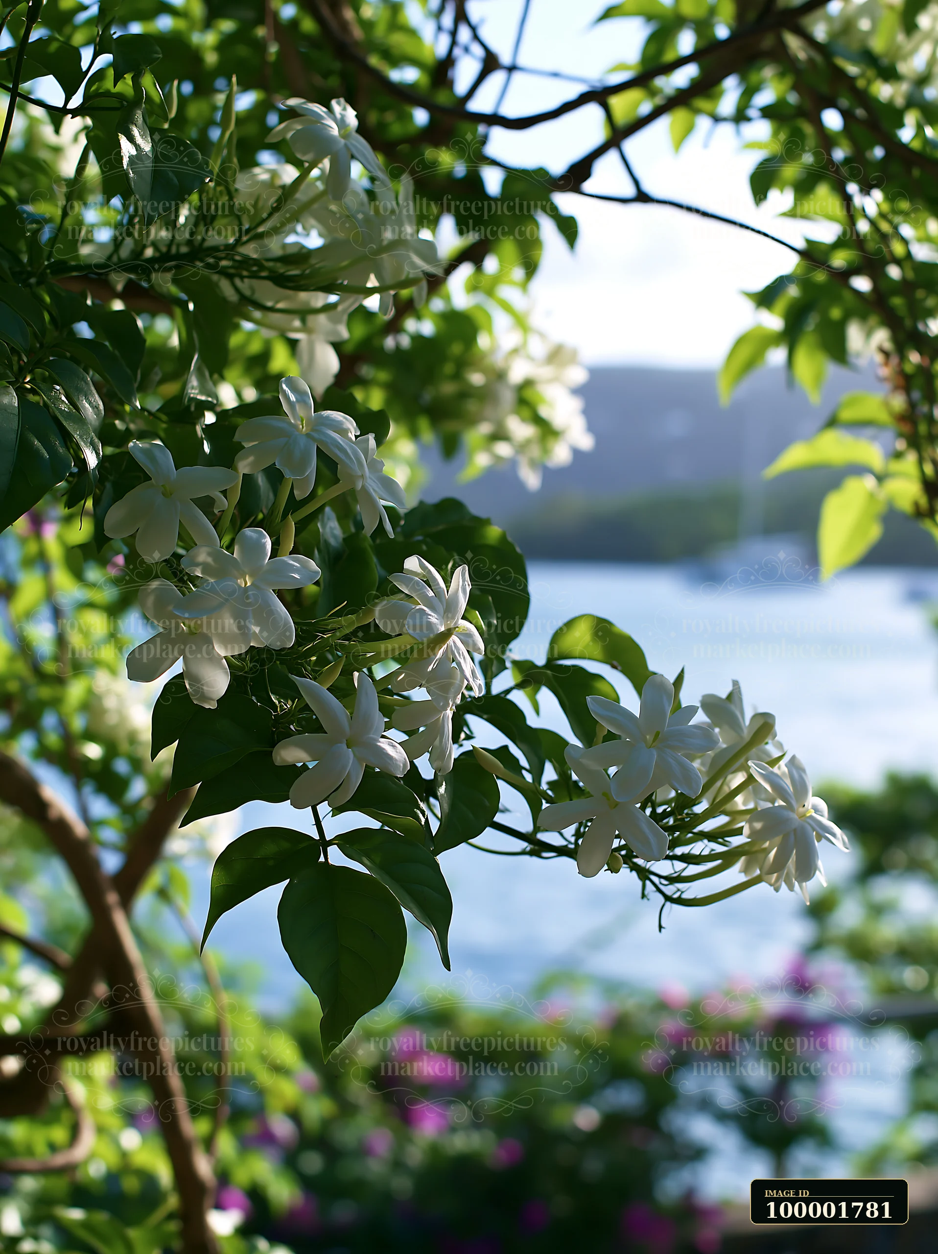Island flowers in a peaceful coastal scene provide a natural backdrop to the water.