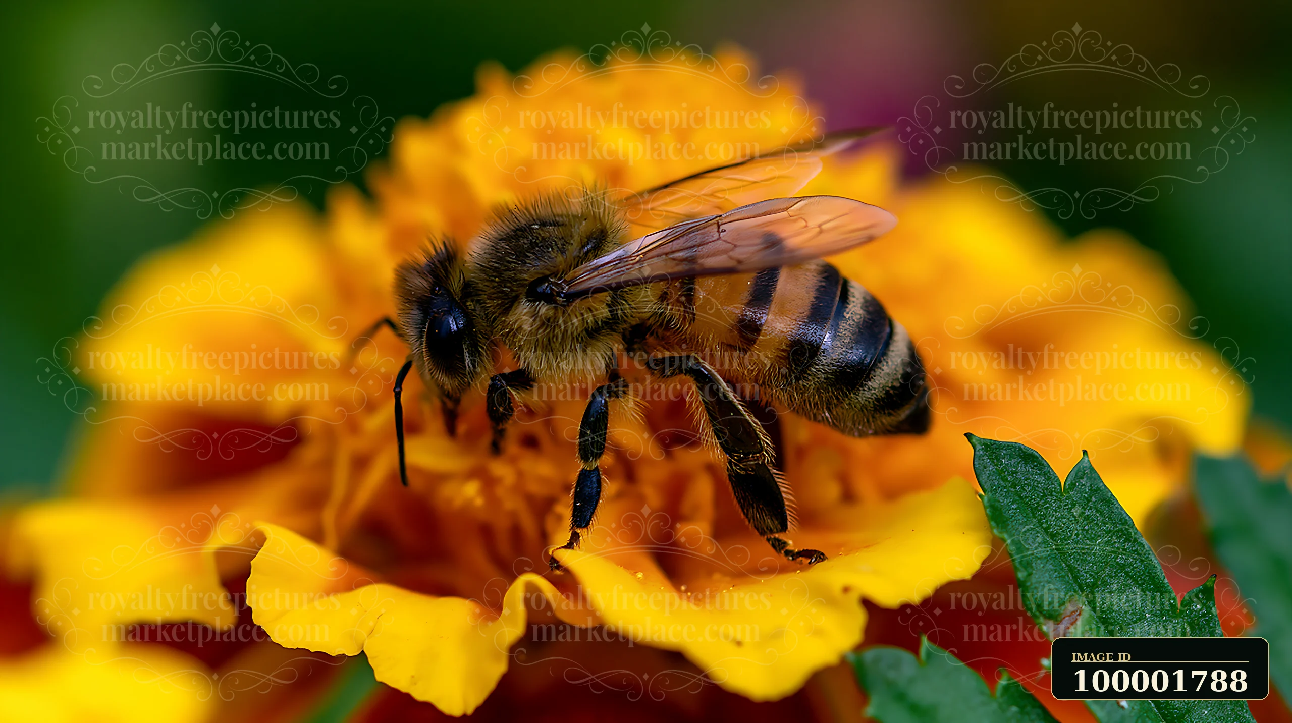 A honey bee crawling on petal collects nectar from a marigold flower.