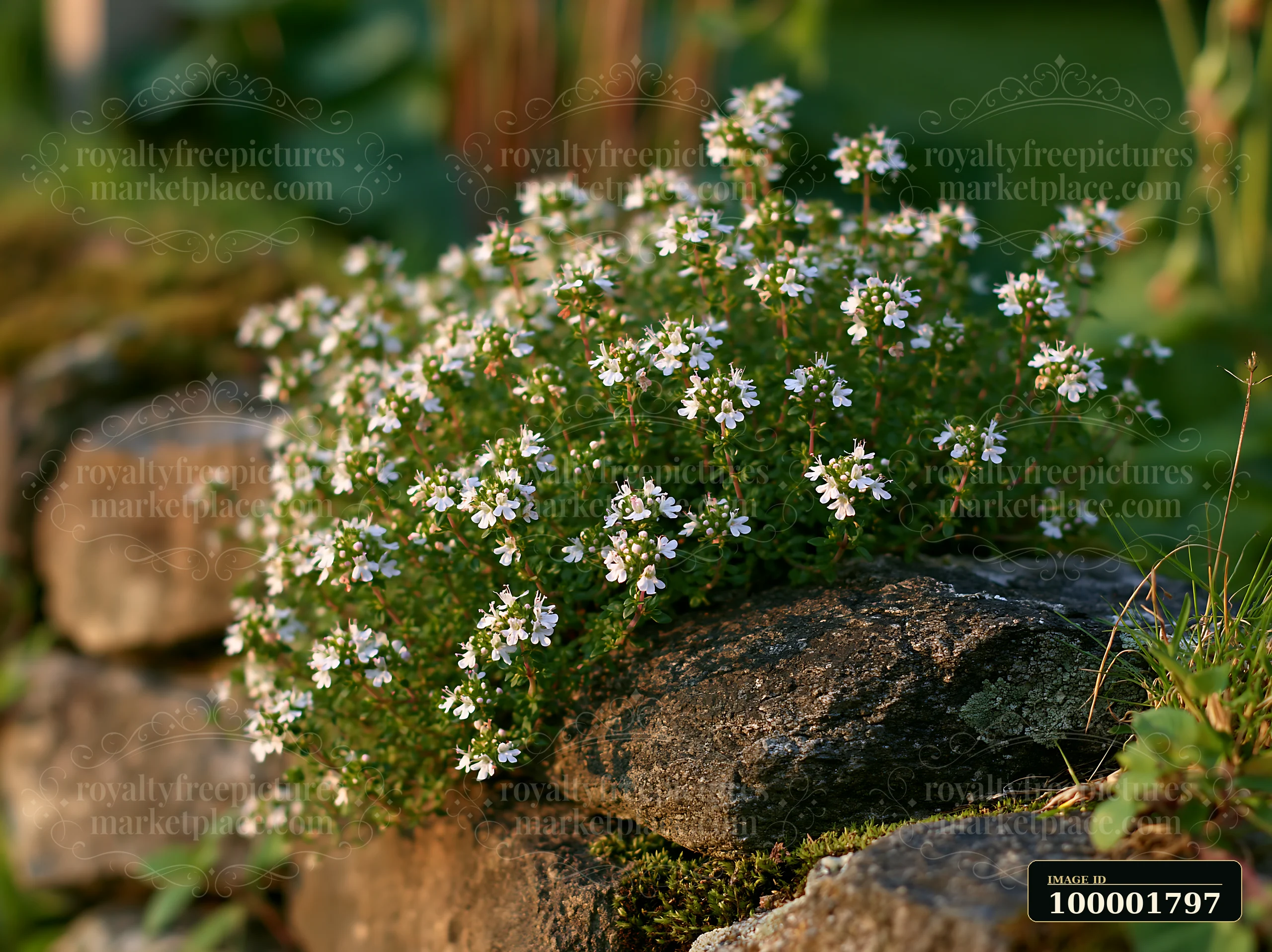 Thyme flowers bloom between stones in a garden, showing small white blooms against a backdrop of greenery.