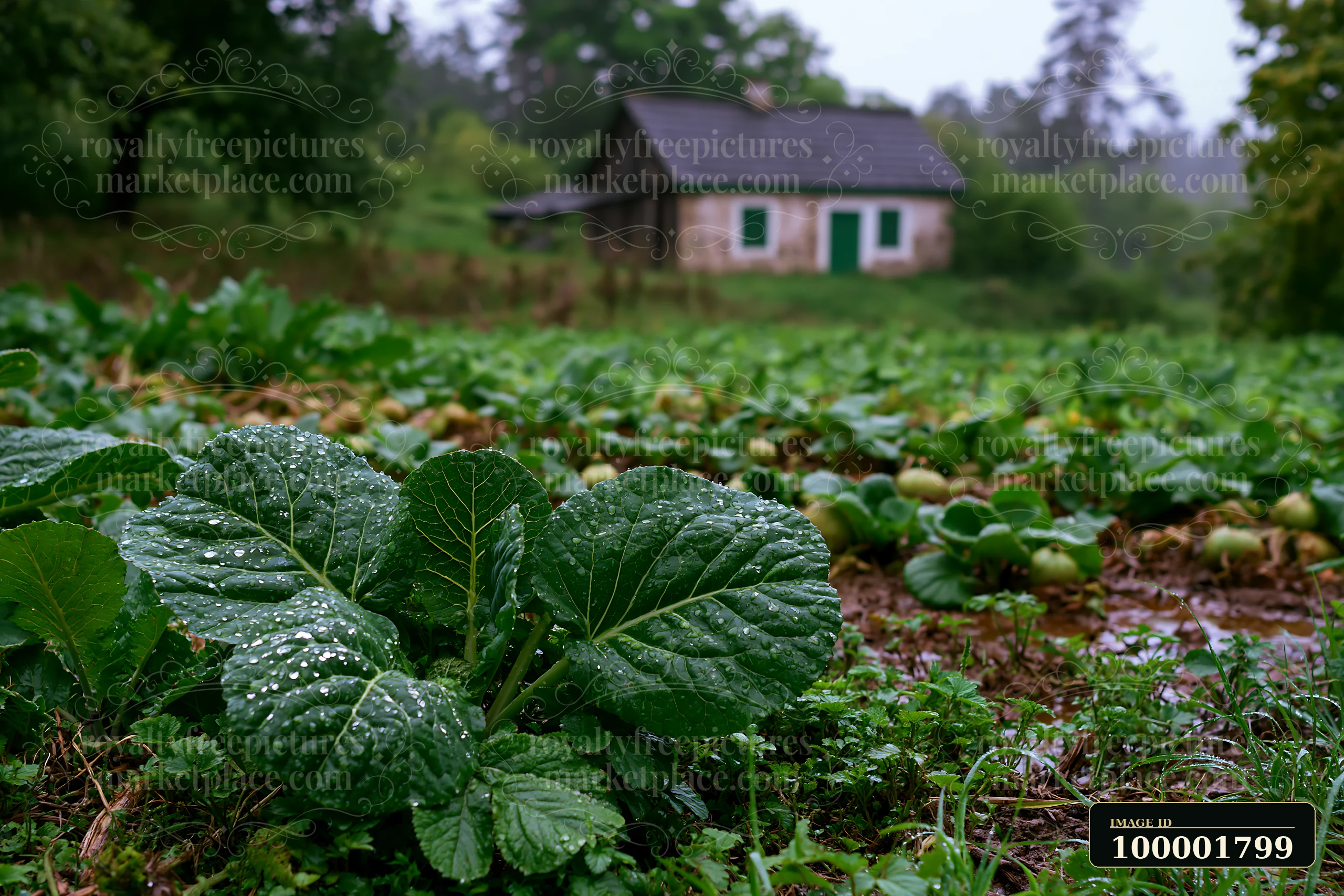A small cottage is located in a rural area with raindrops on vegetables in the foreground.