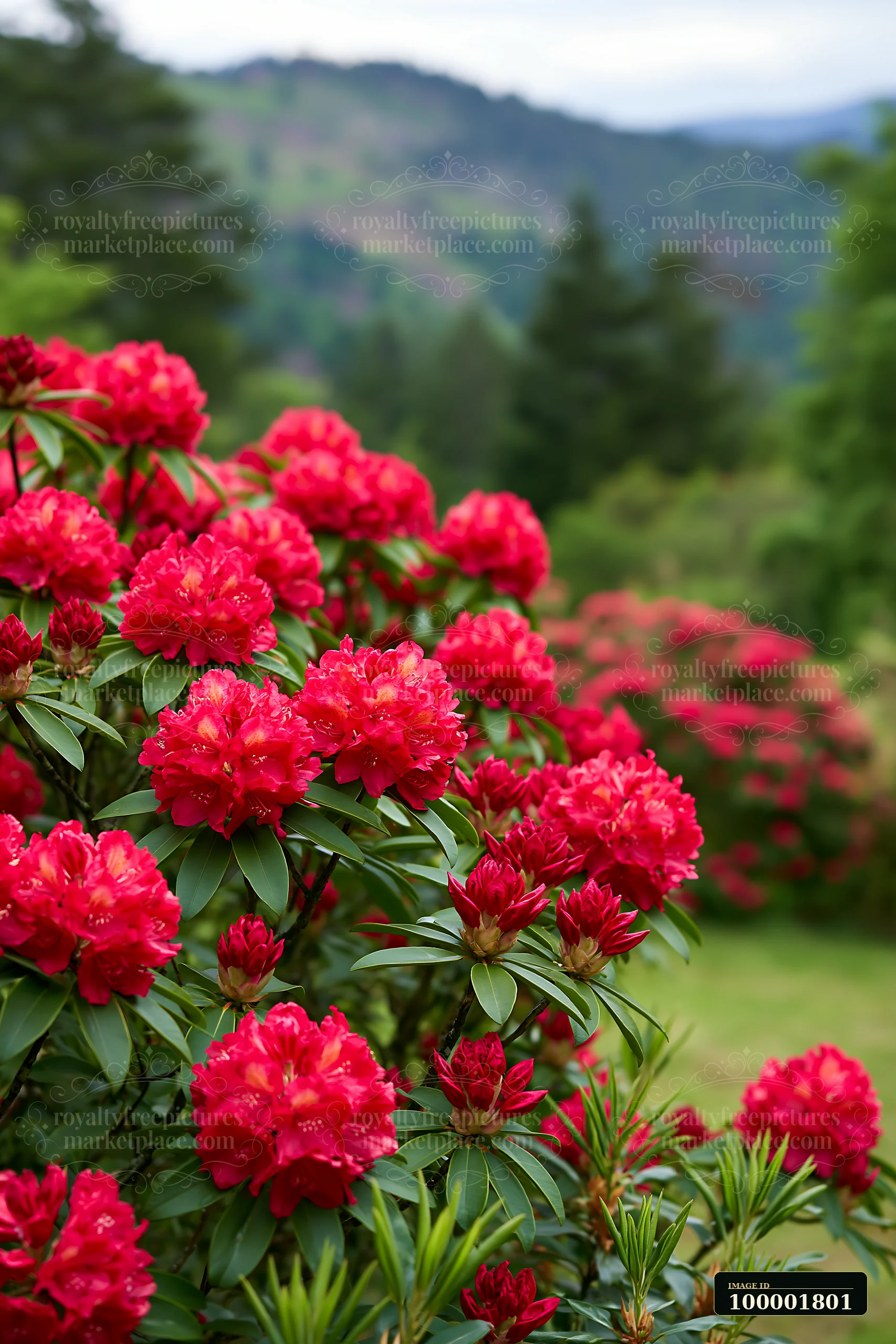 Rhododendron blooming hillside features bright red flowers on green bushes in a natural setting.