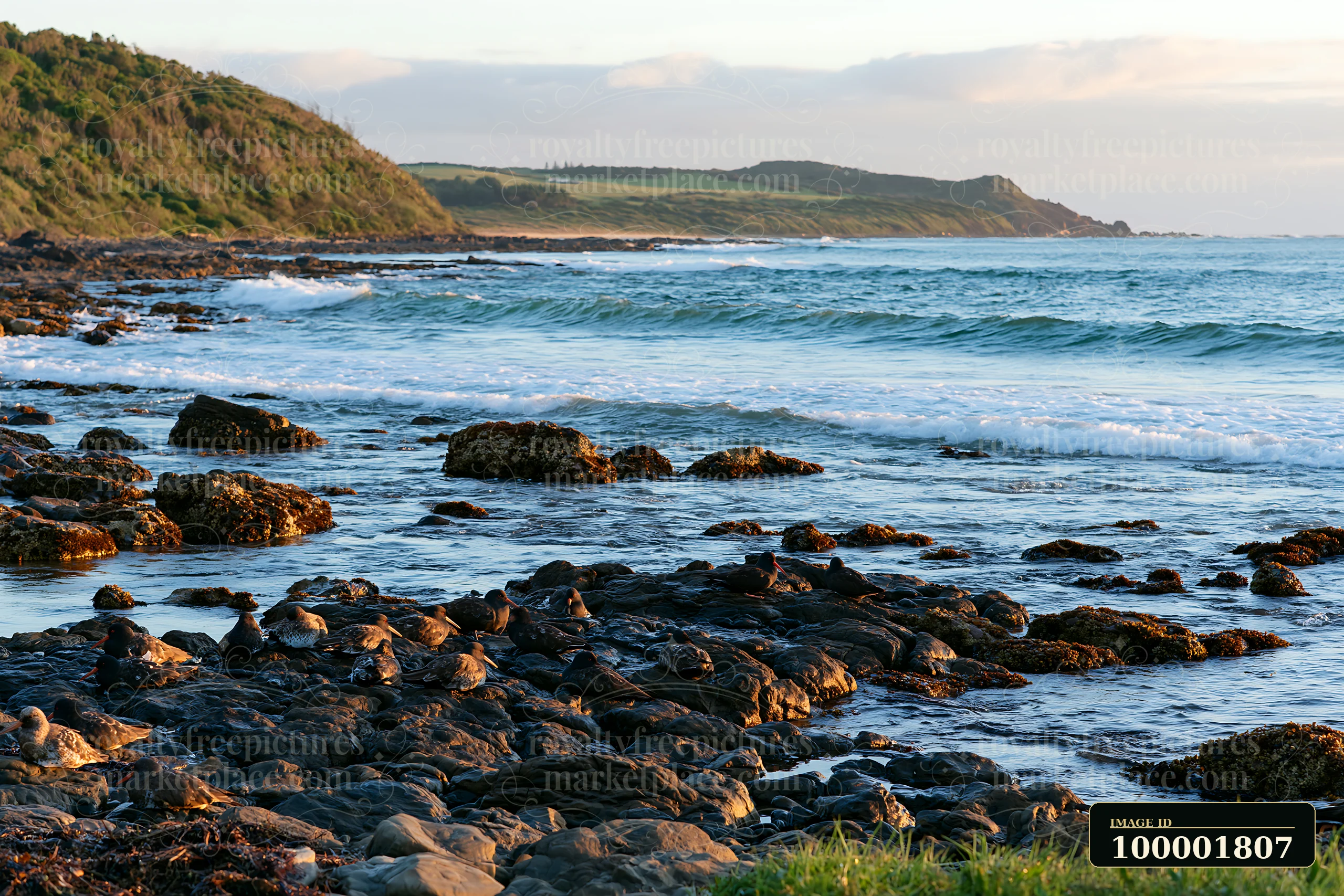 Waves crash on rocky shores along a coastline with protected marine habitat.