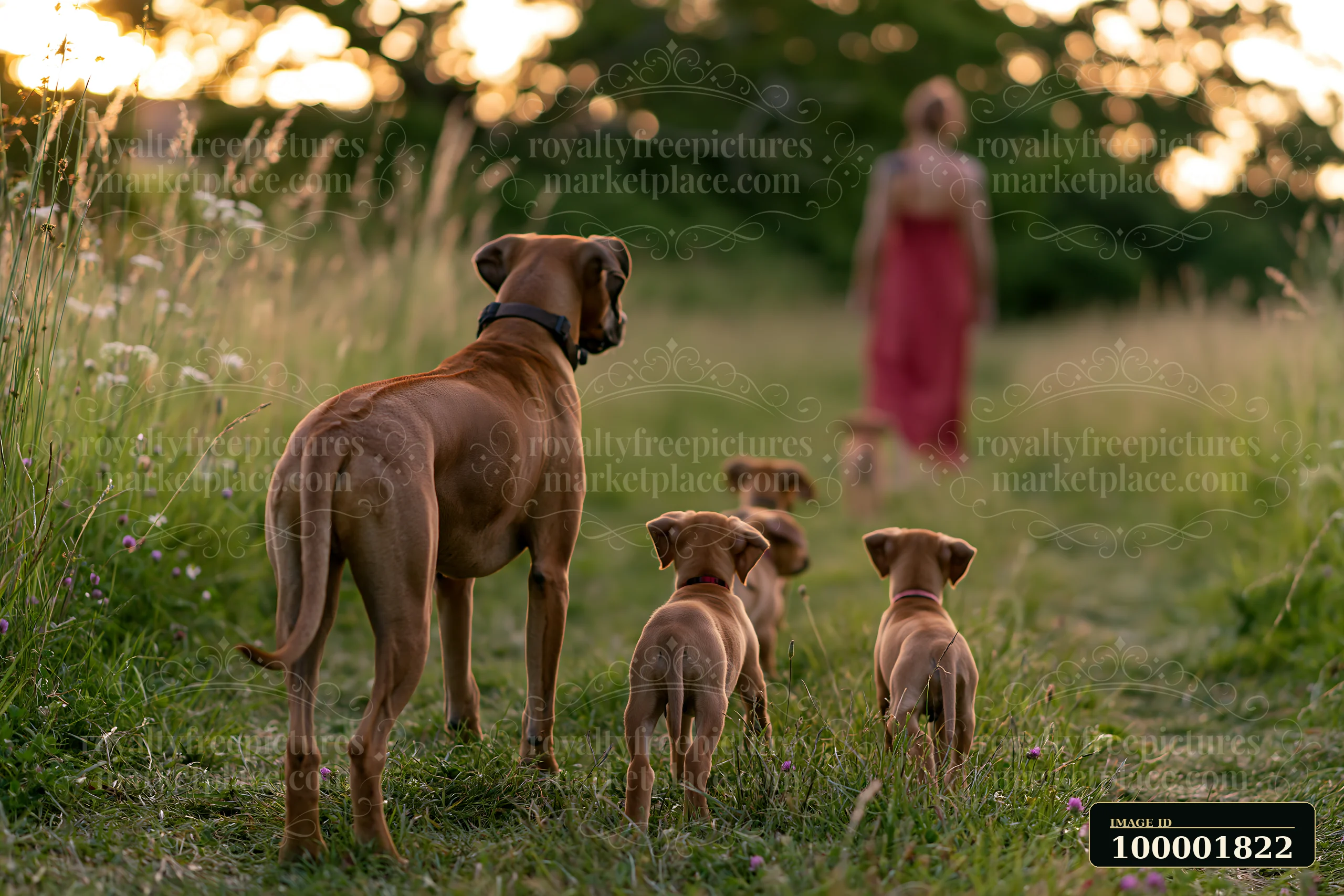 A rare dog breed mother walks through a field with her puppies as the sun sets.