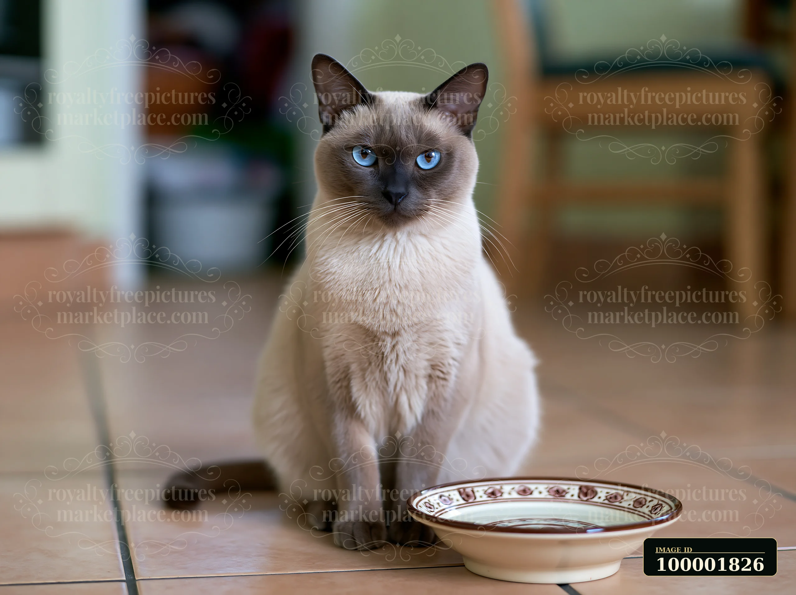 A Tonkinese cat with blue eyes sits calmly next to a decorative food bowl in a home setting.