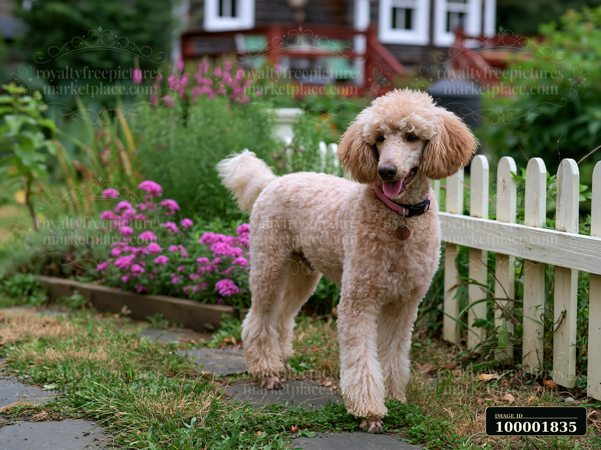 A dog beside a rural cottage stands among flowers and green grass.