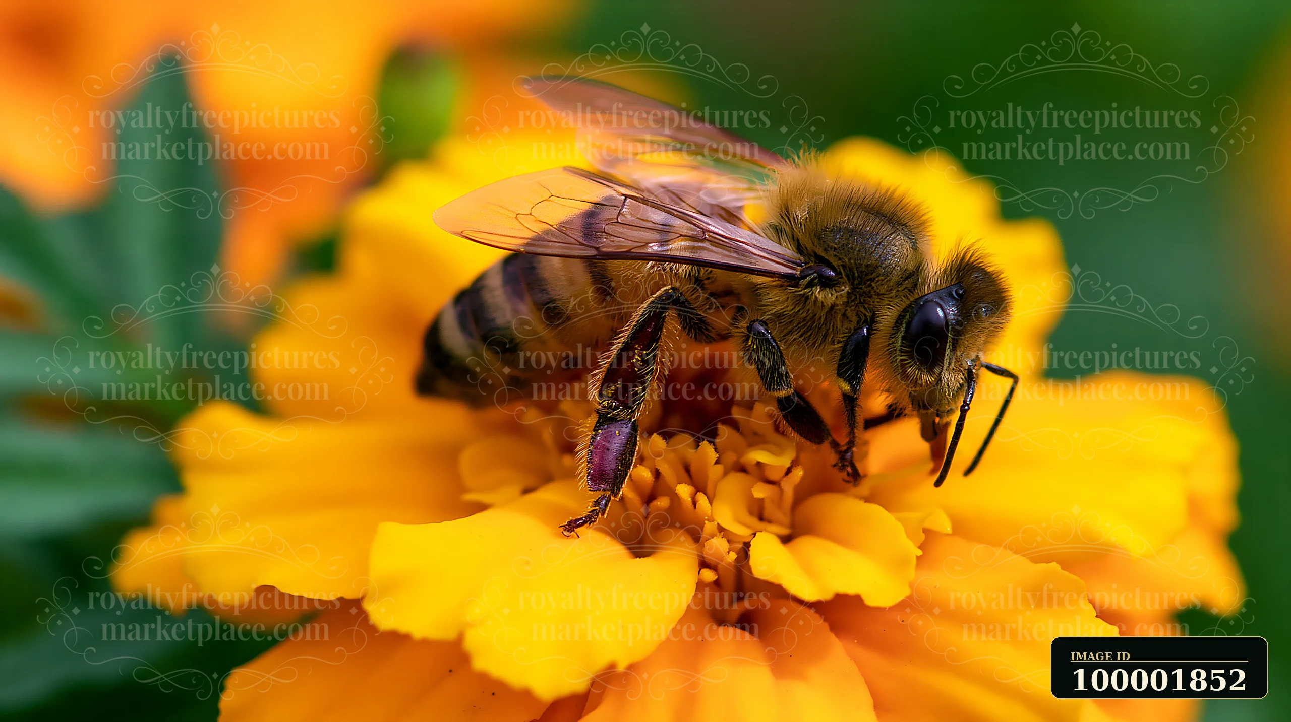 A honey bee crawling on a bright yellow flower petal gathers nectar in a garden setting.