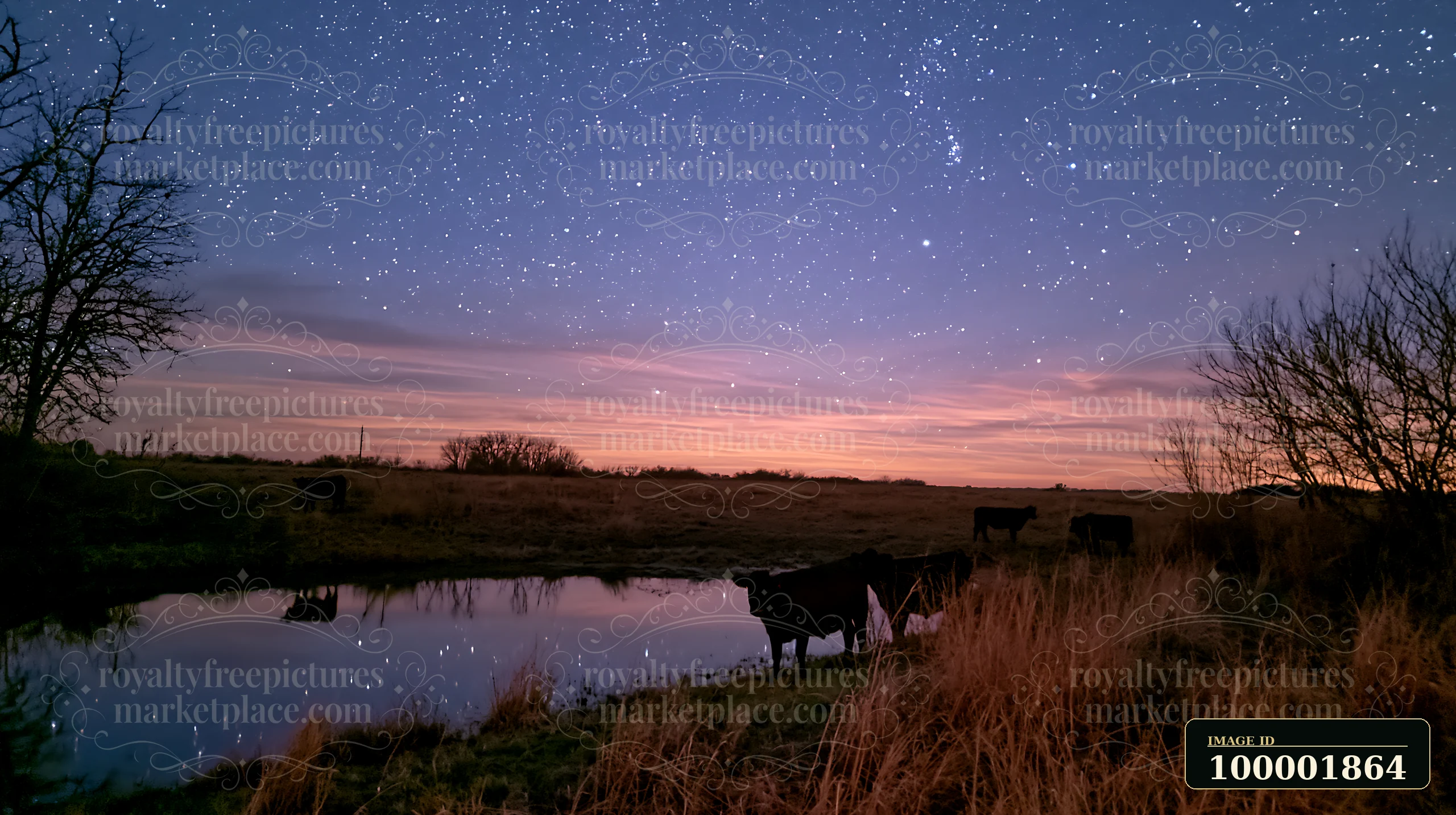 Stars light up the night sky above a cattle field with cows grazing near a calm pond.