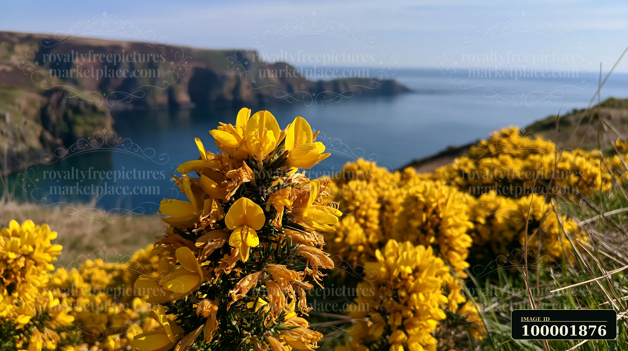 Yellow flowers stand out in the foreground with an island coastline visible in the background.