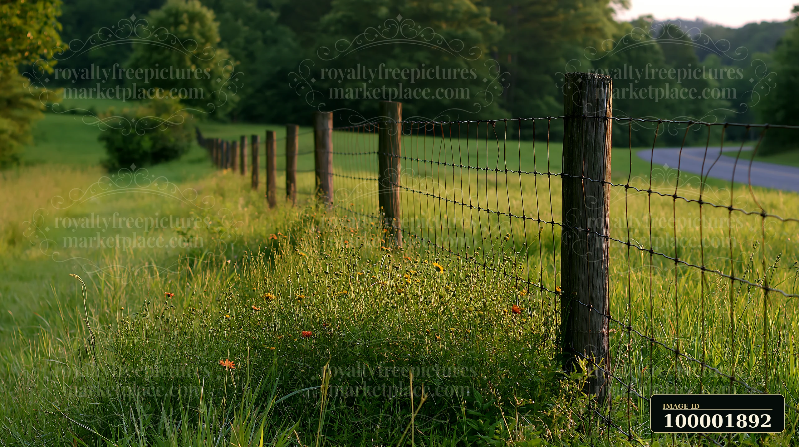 A meadow beside a rural road features a wooden fence with wire, surrounded by grass and wildflowers on a sunny day.
