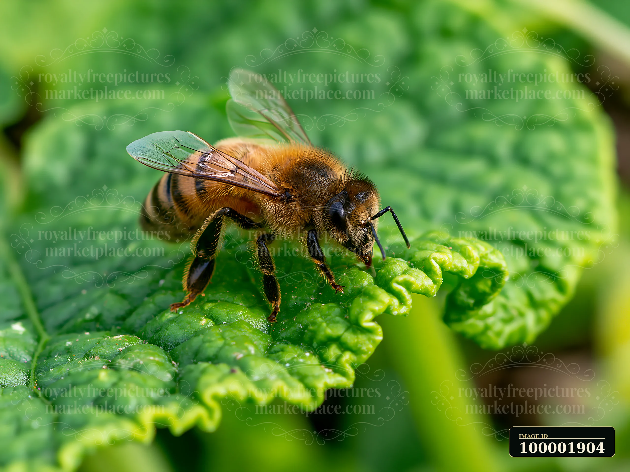 A honey bee resting on a green leaf in a garden.