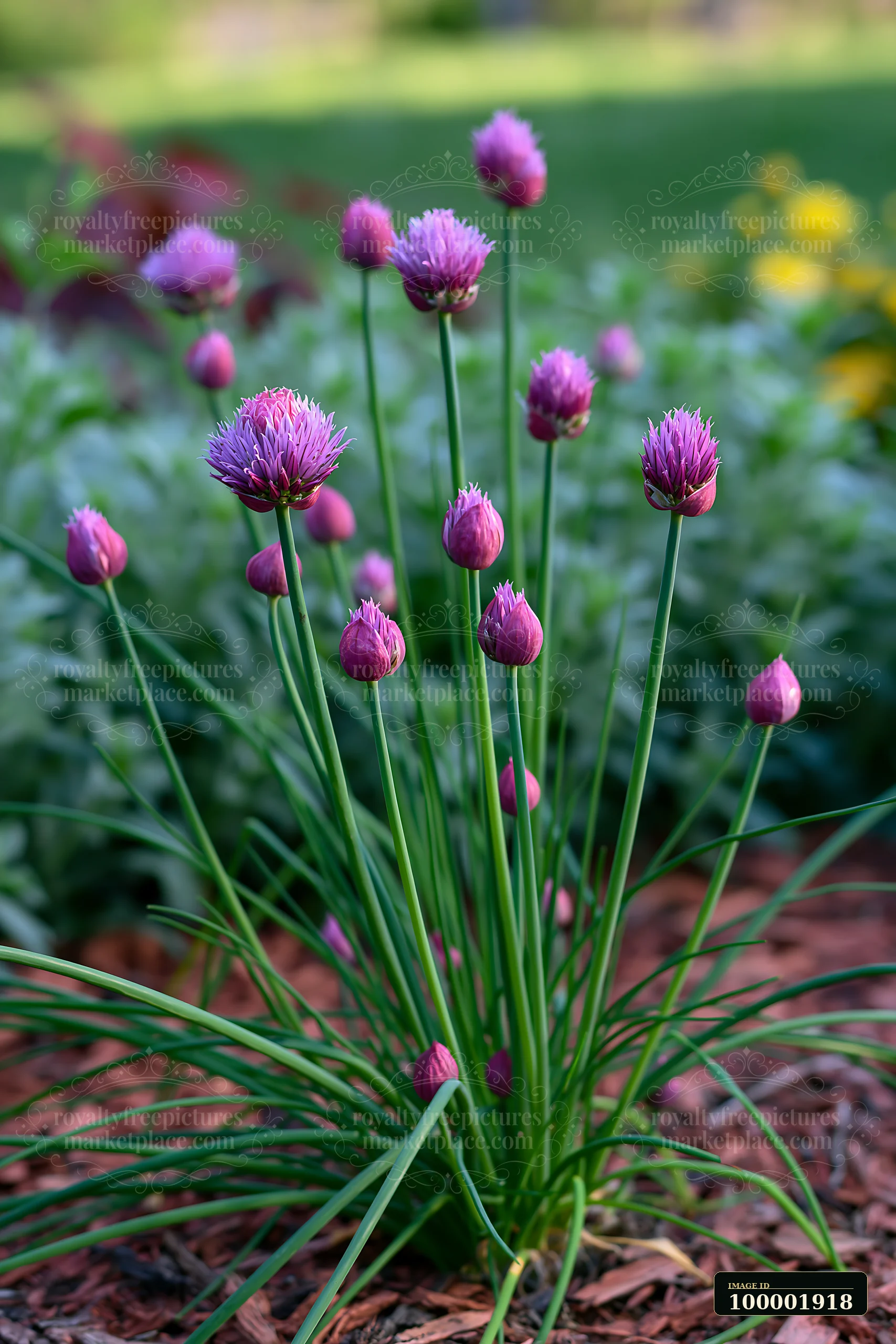 Chive flowers bloom in a herb bed surrounded by greenery and mulch.