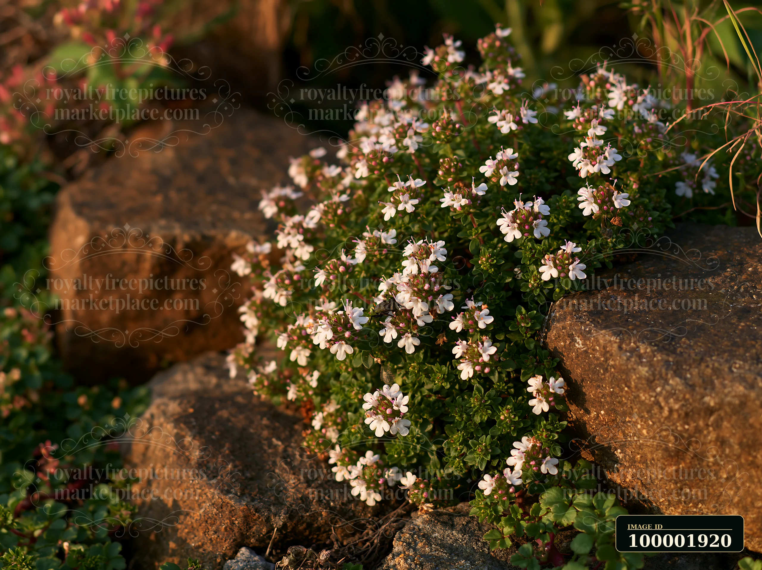Thyme flowers grow abundantly between stones in a rugged area, surrounded by green plants.