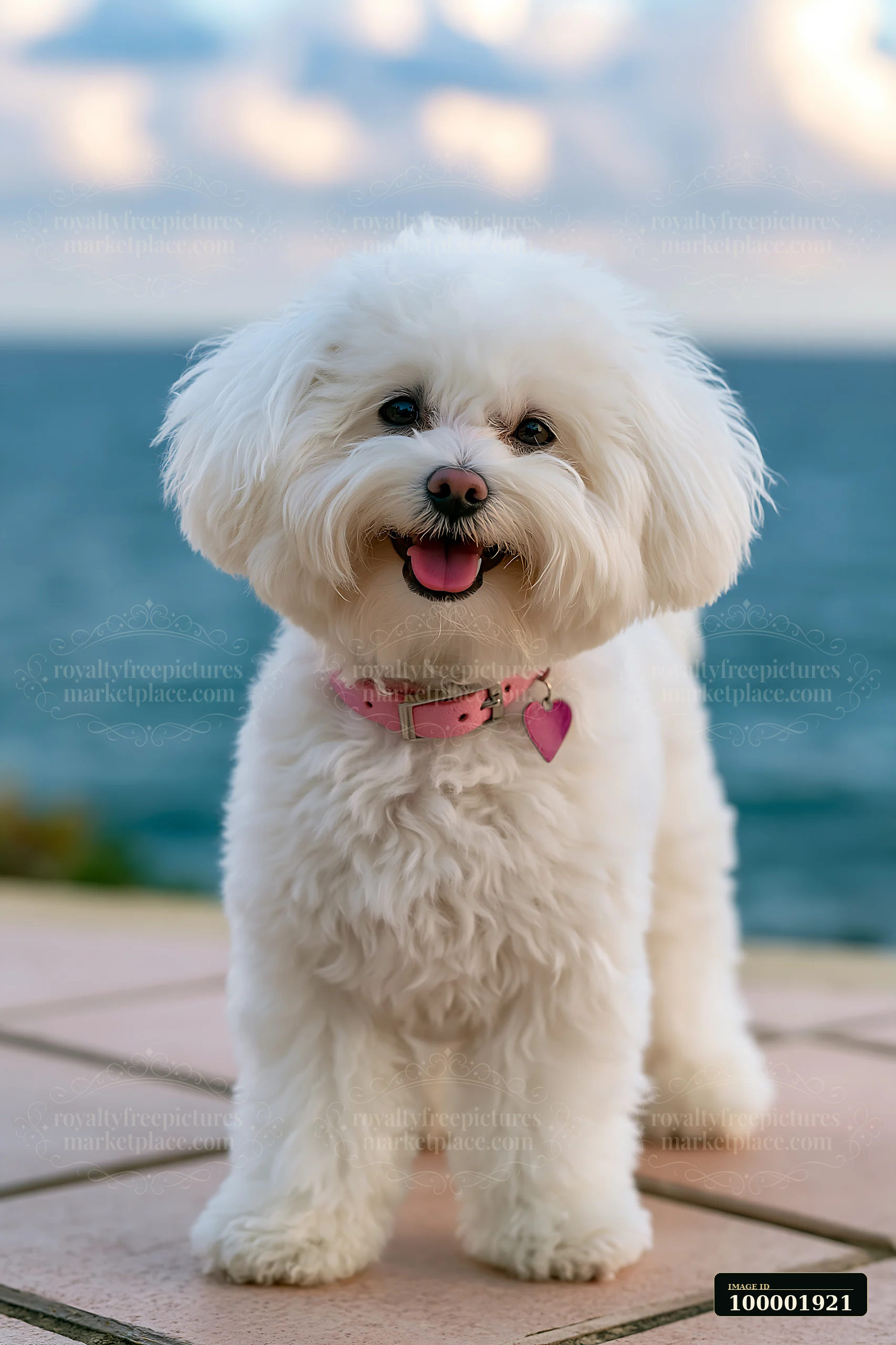 A rare dog breed stands on a tiled surface near the seaside, with the ocean and cloudy sky in the background.