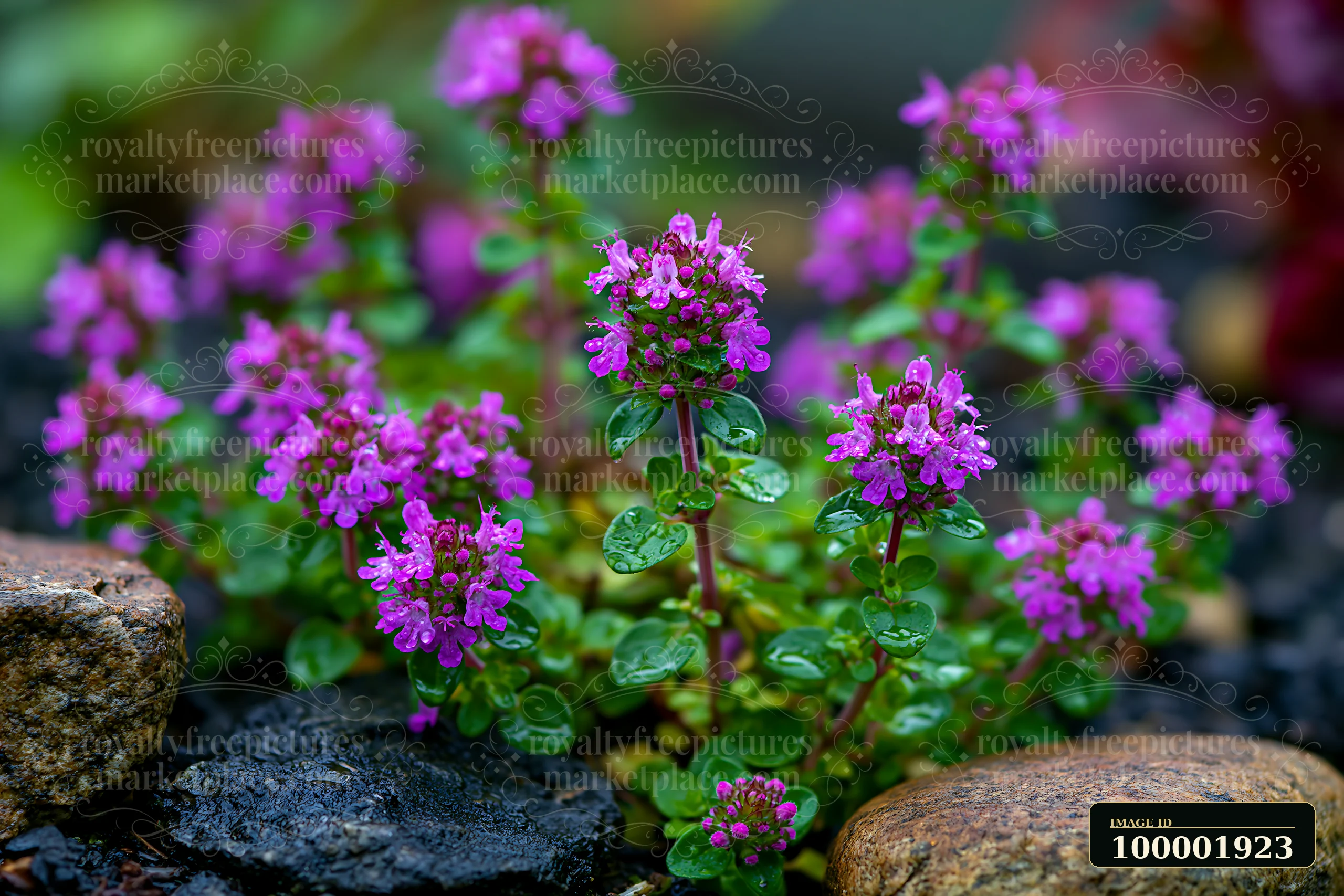 Thyme flowers bloom in clusters among stones in a garden area.