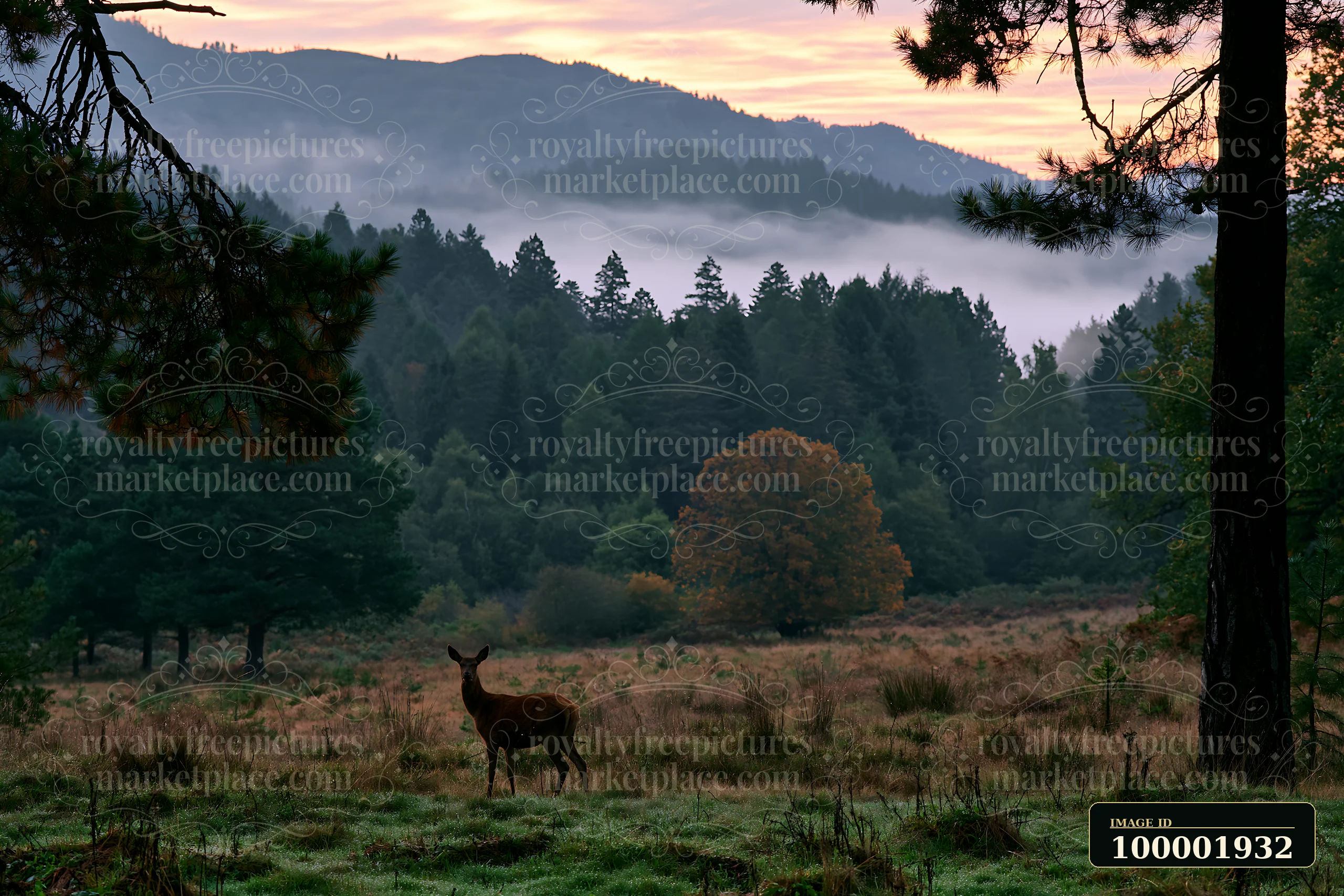 A deer stands in a meadow as fog drifts through pine forest mountains at sunrise.