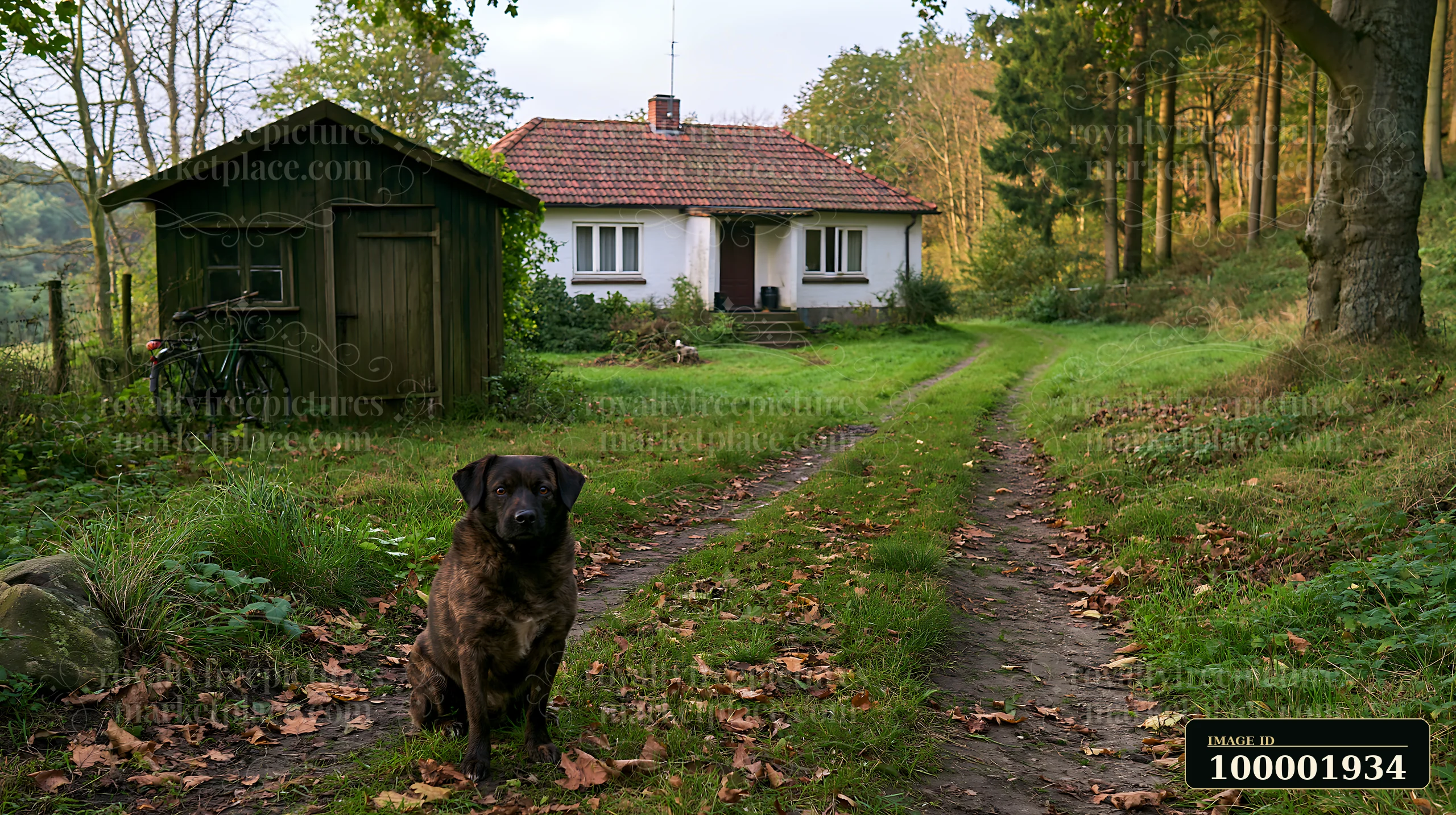A dog sits beside a rural cottage on a dirt road lined with trees and autumn leaves.