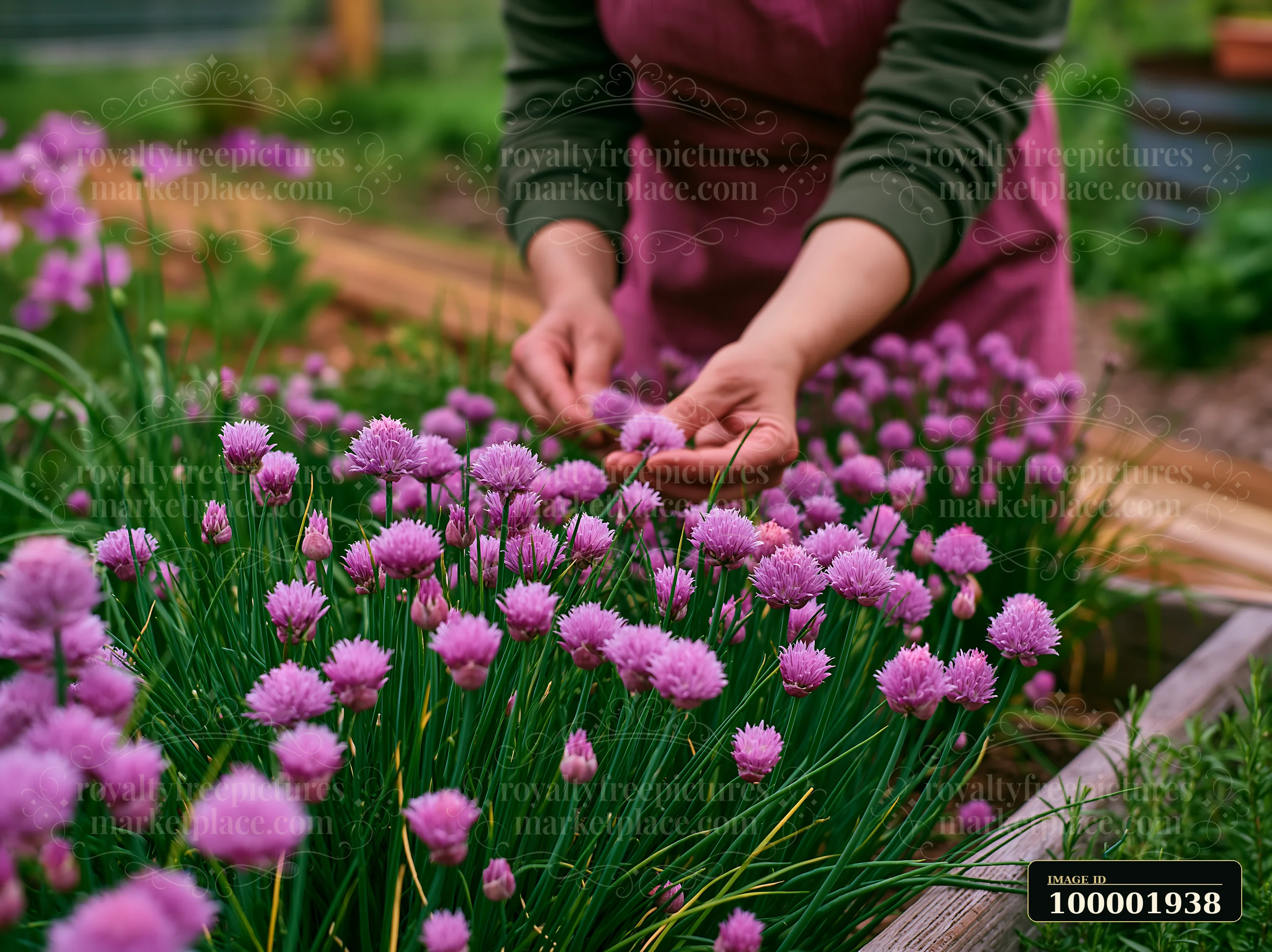 A person is carefully harvesting chive flowers in an herb bed filled with vibrant green plants and blooming flowers.