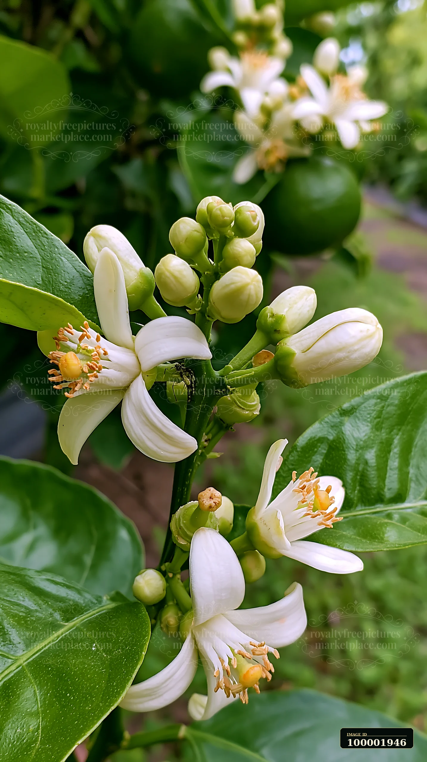 Orange tree flowers close up highlight white blooms with yellow stamens.