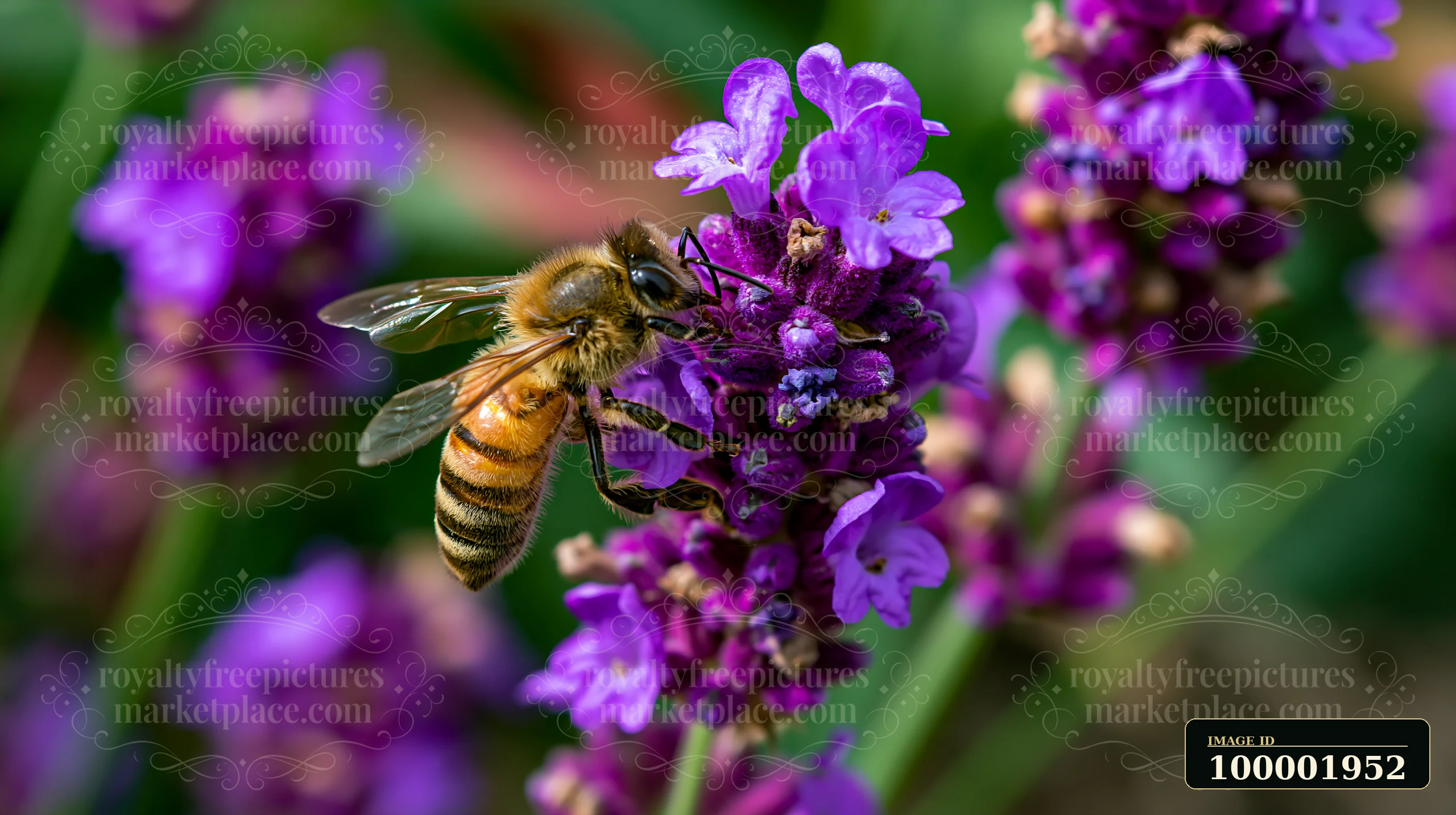 A honey bee closeup on purple lavender shows the bee extracting nectar from the flowers in a garden.