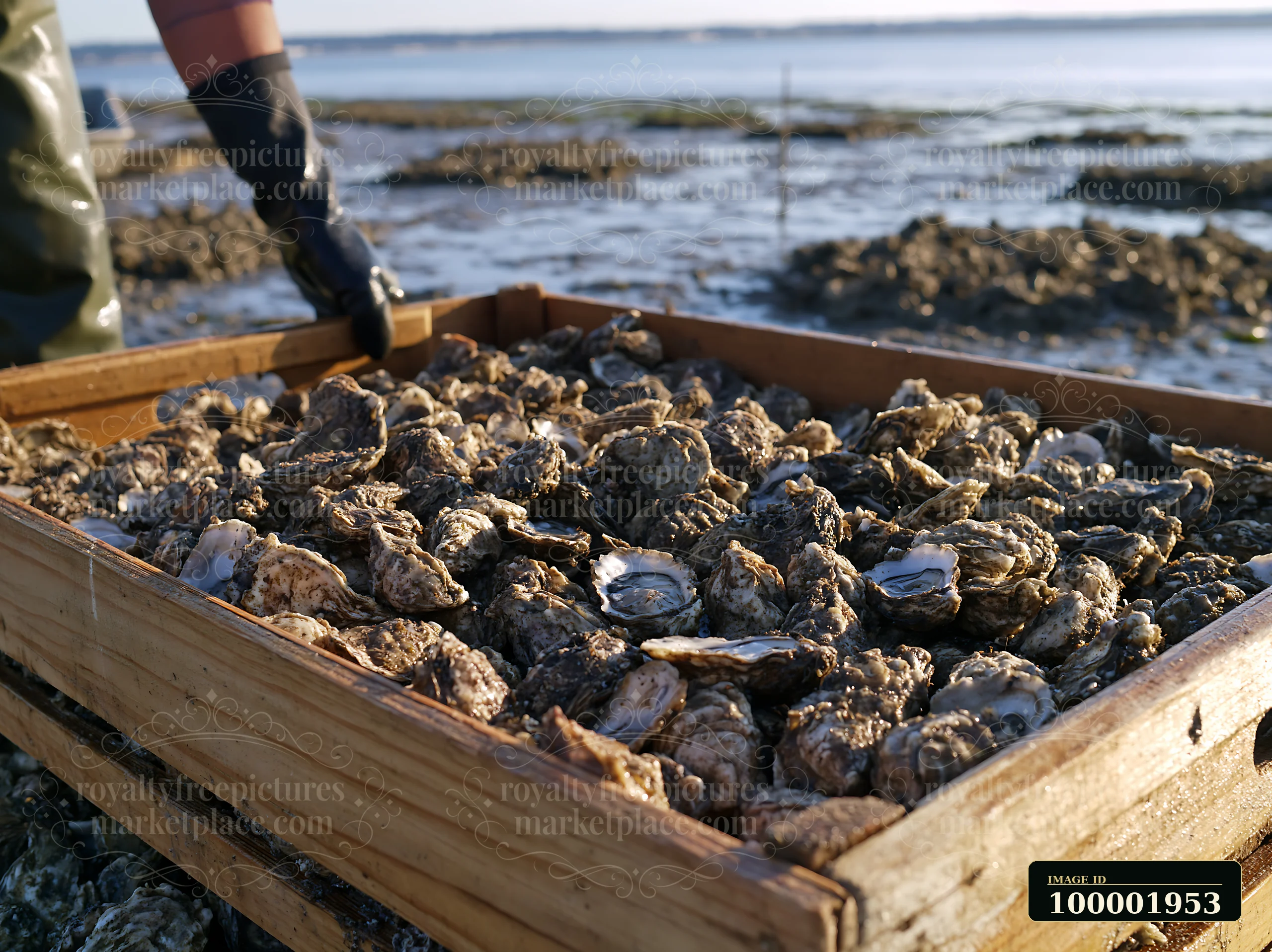 A worker collects oysters from a wooden tray at a coastline with oyster beds.
