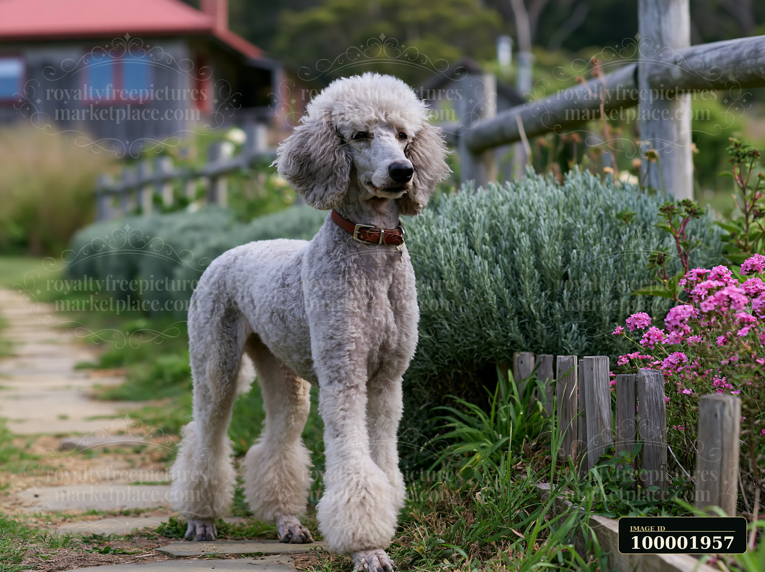 A dog stands near a rural cottage with flowers and bushes around it, enjoying a sunny day.