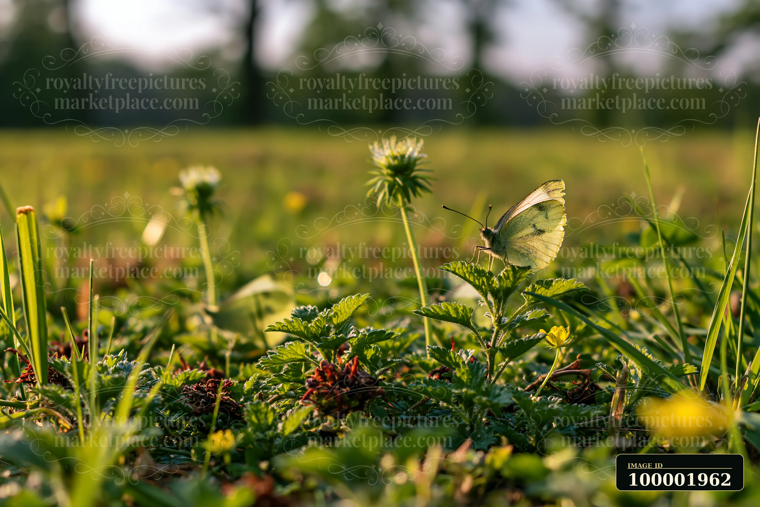 Butterfly rests on green plants in a meadow recovering after mowing.