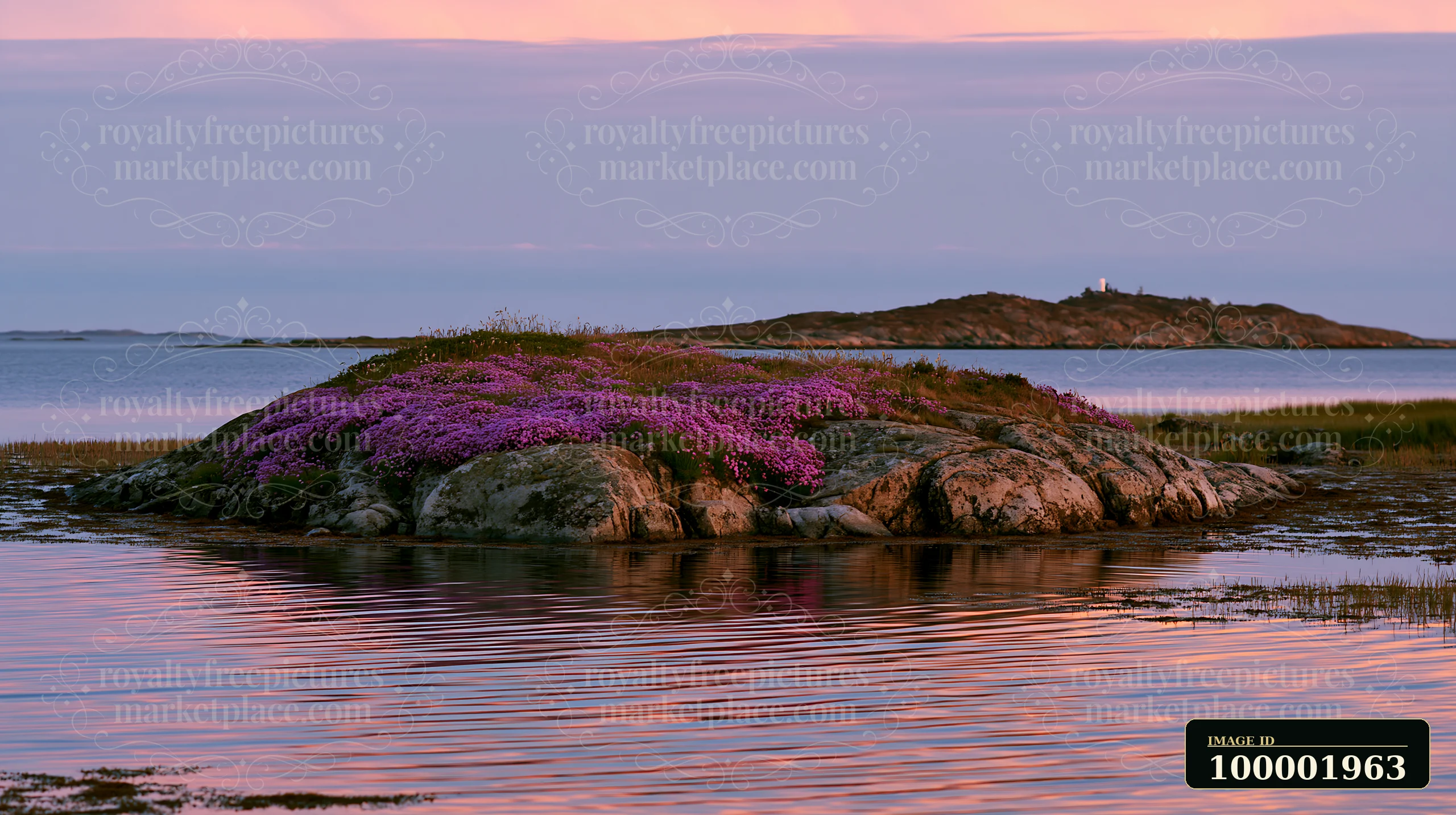 A rocky island features vibrant sea lavender blooming along its shores, reflecting in the calm waters during sunset.