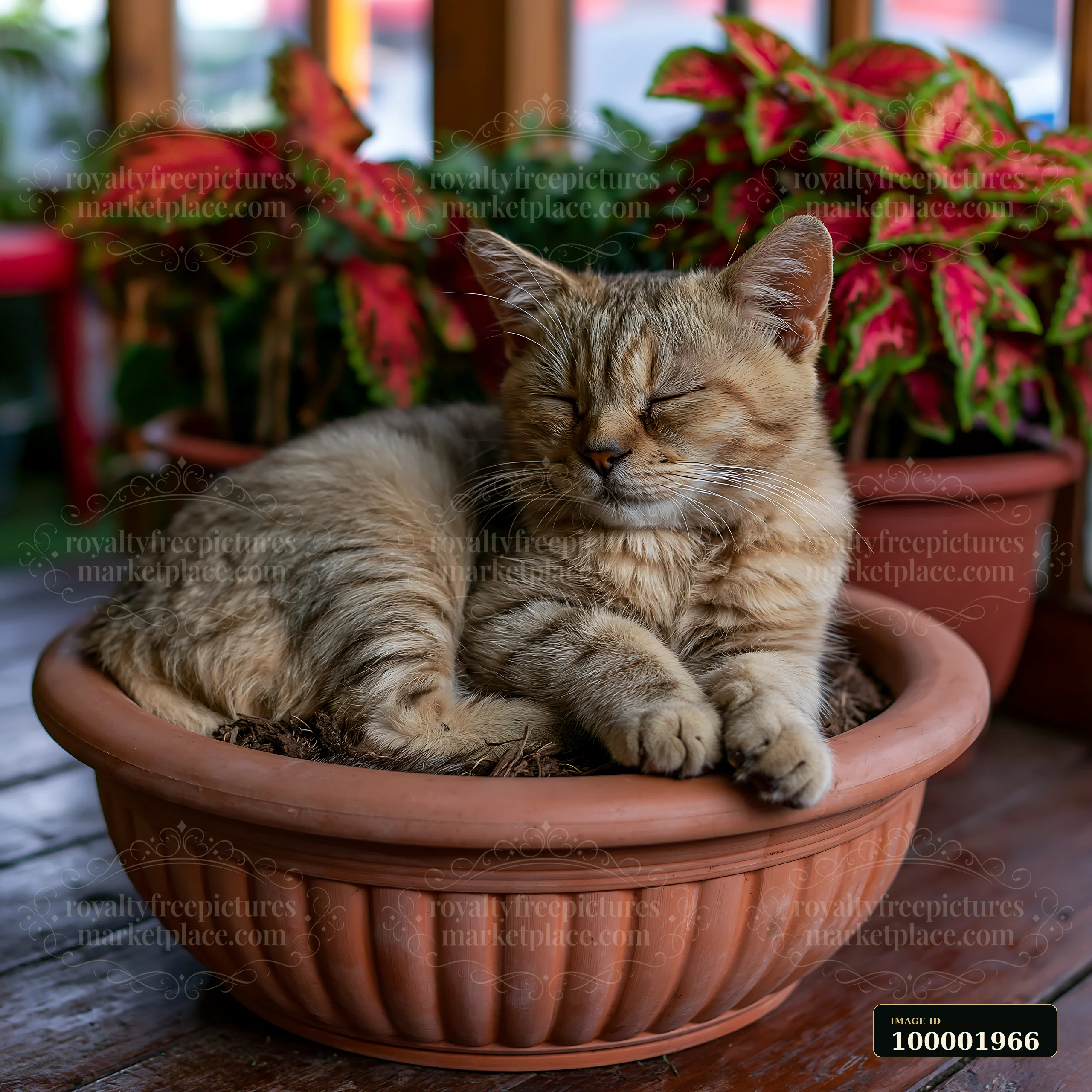 A rare cat breed sleeping at home in a flower pot surrounded by green plants.