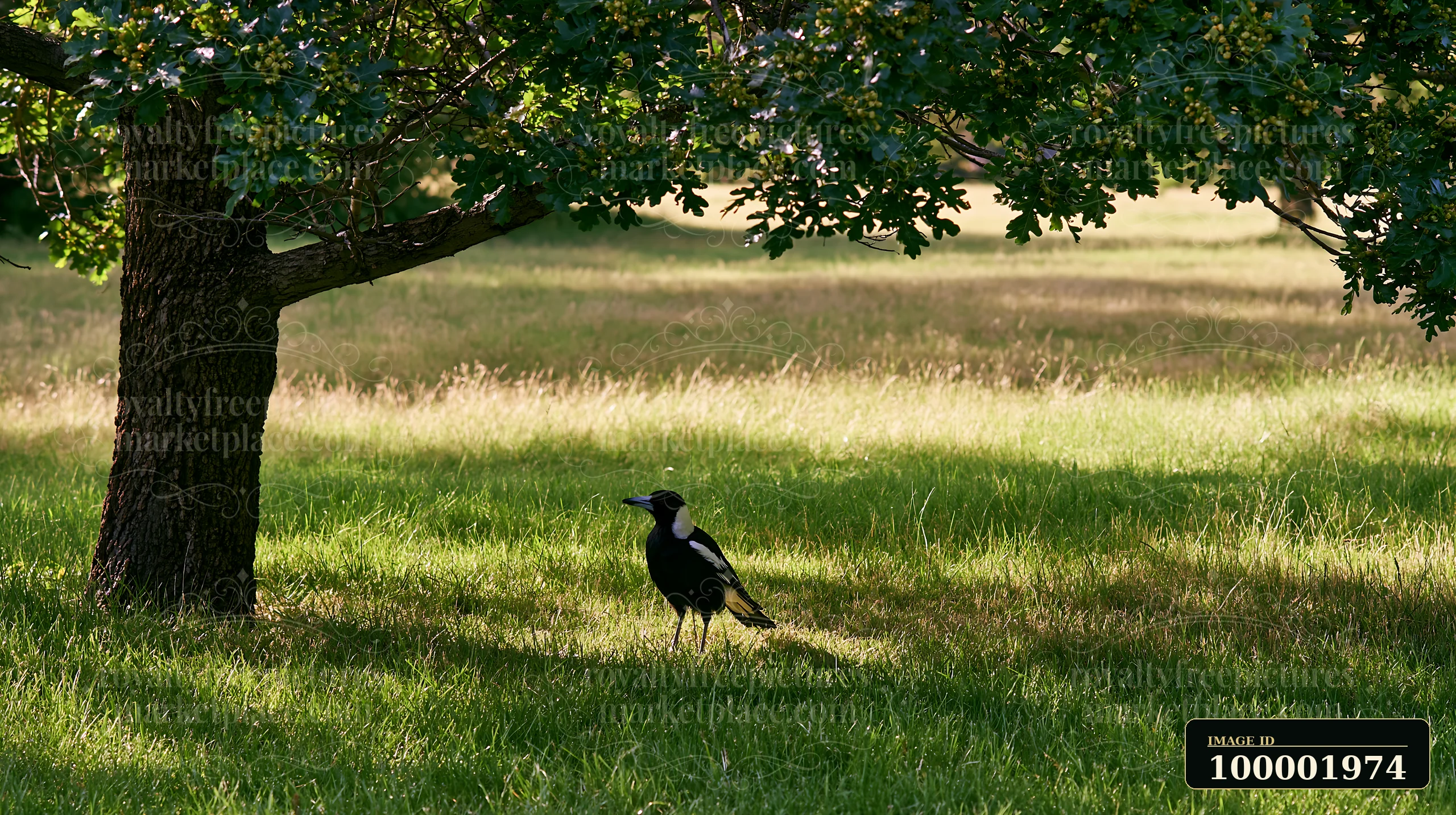 An Australian magpie in grassland stands under a tree, observing its surroundings.