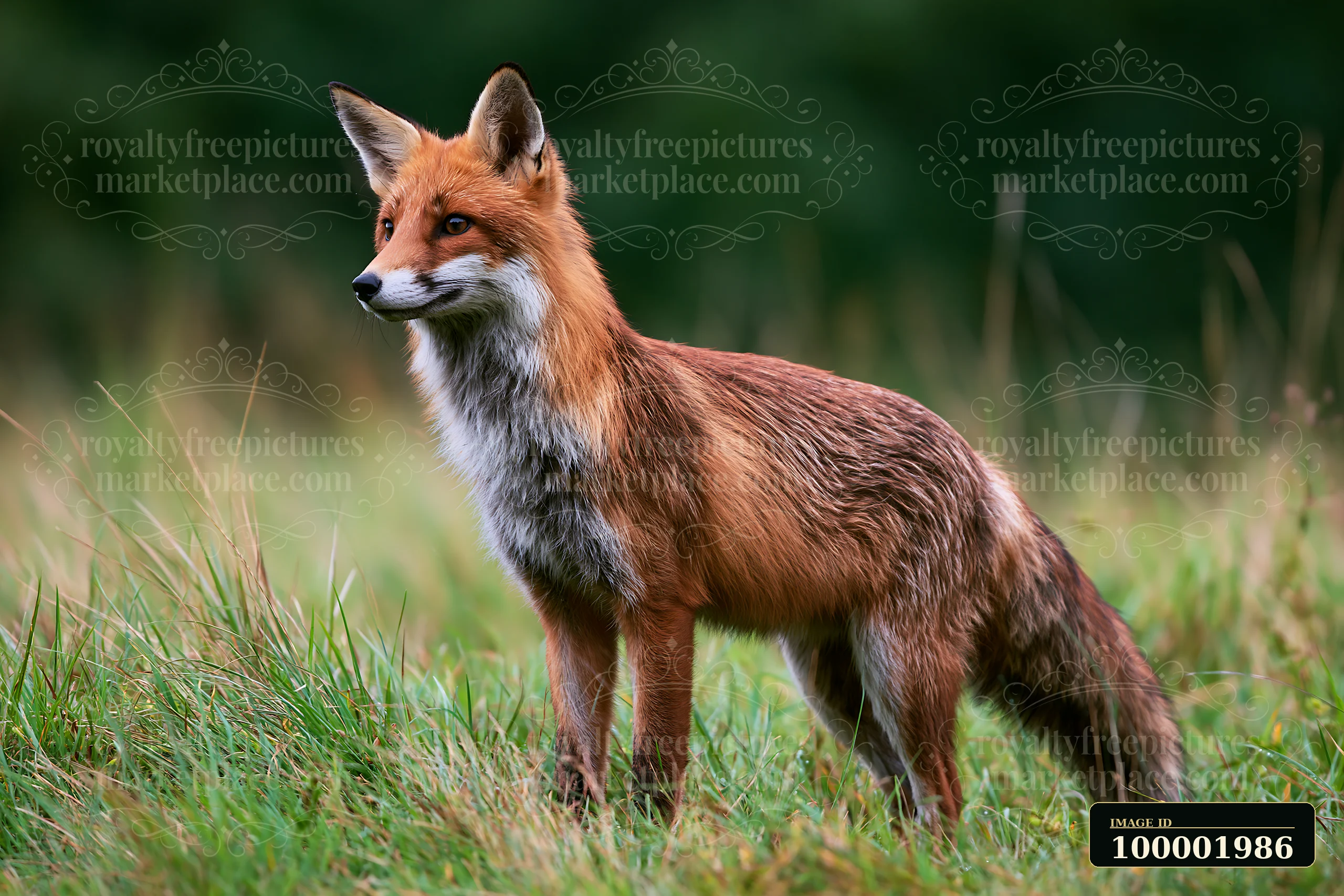 A red fox is seen standing in a lush green meadow under dramatic clouds.