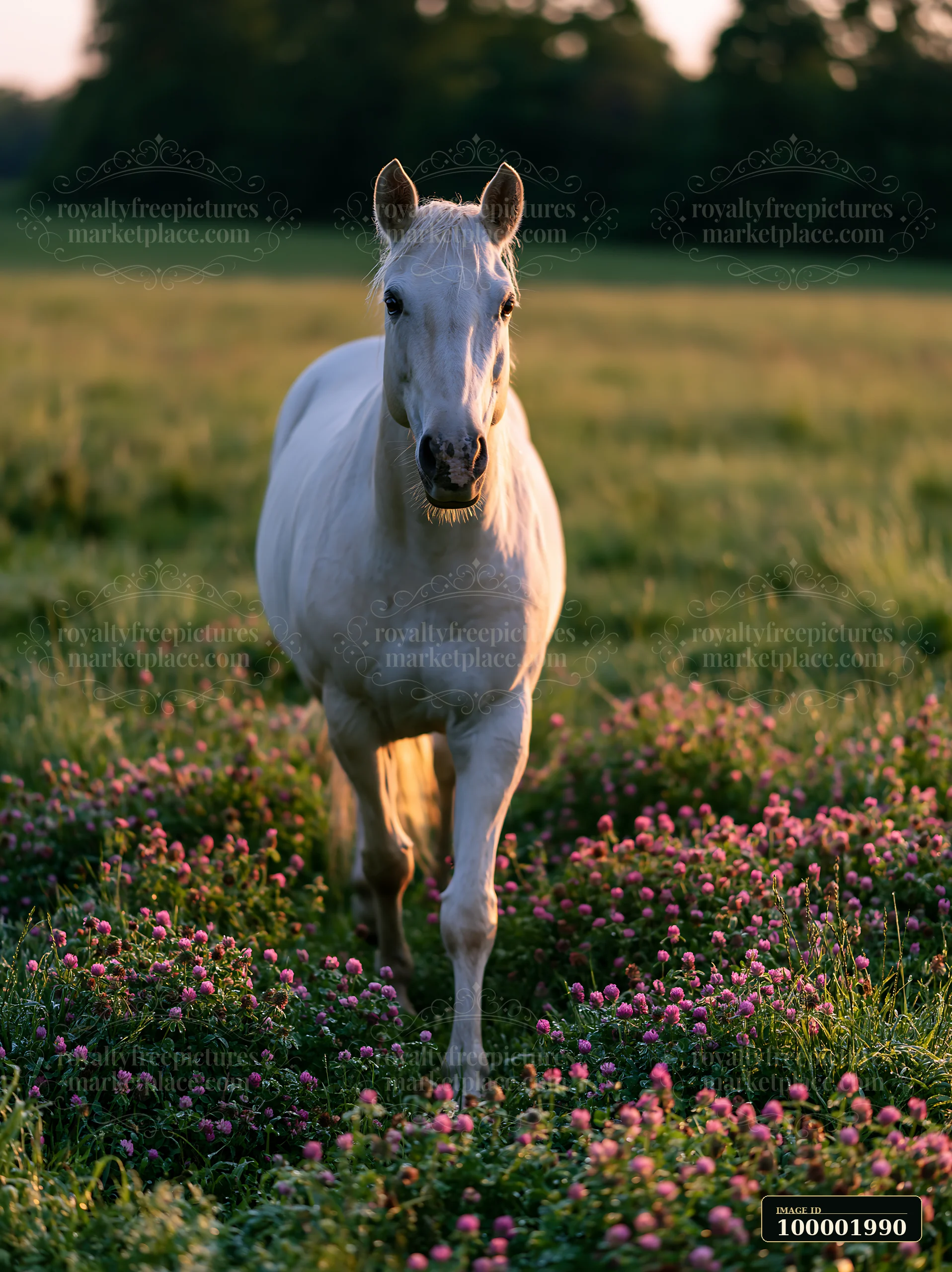 A white horse walks through a green meadow filled with vibrant flowers at sunset.
