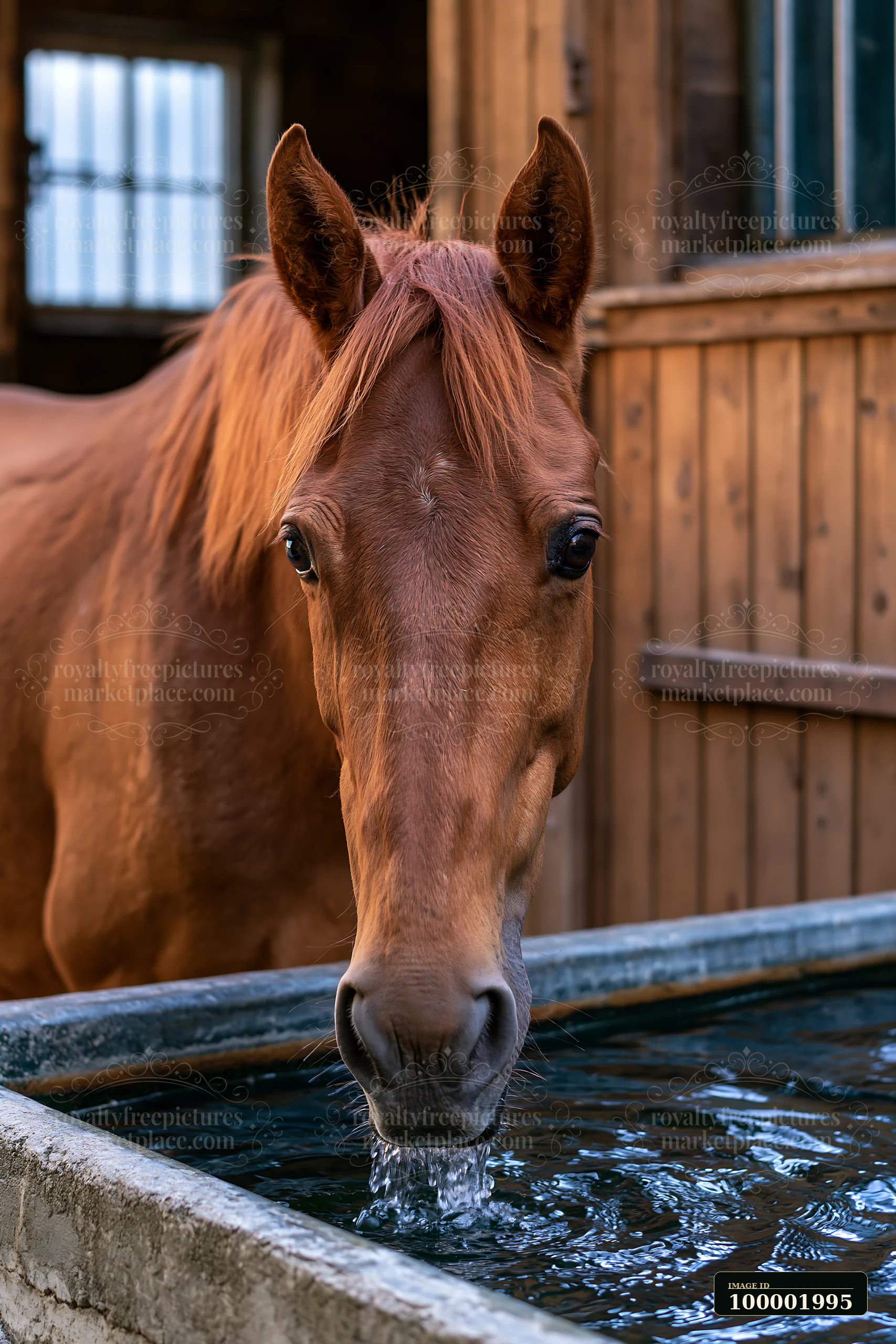 A horse drinks from a trough located within a wooden stable.