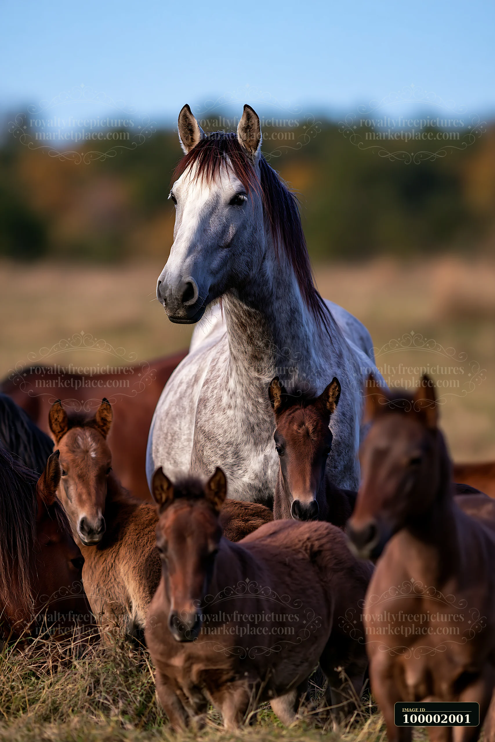 A wild horse stallion protects his herd while standing in a grassy field surrounded by mares and foals.