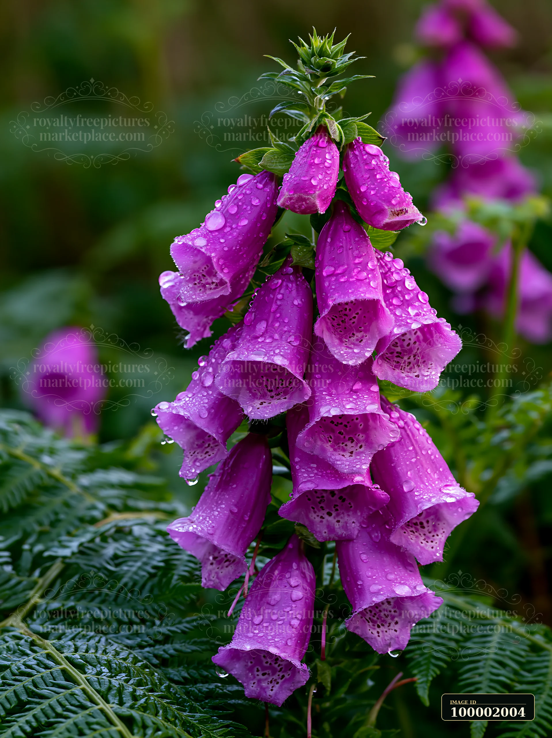 Foxglove flowers in woodland clearing showcase clusters of vibrant blooms with water droplets on the petals.