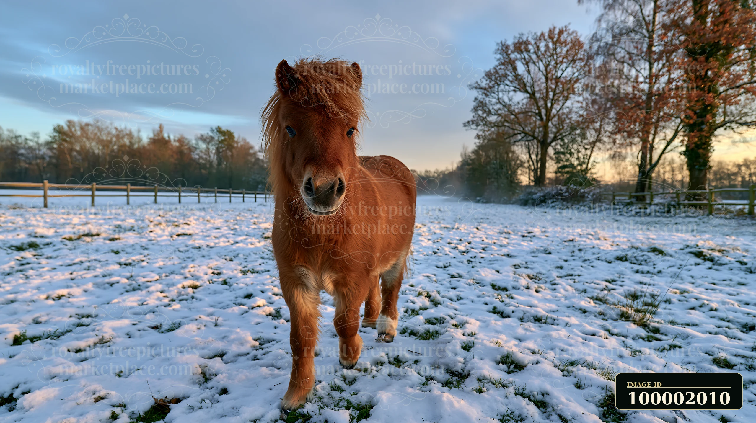 A pony walks through a snowy landscape.