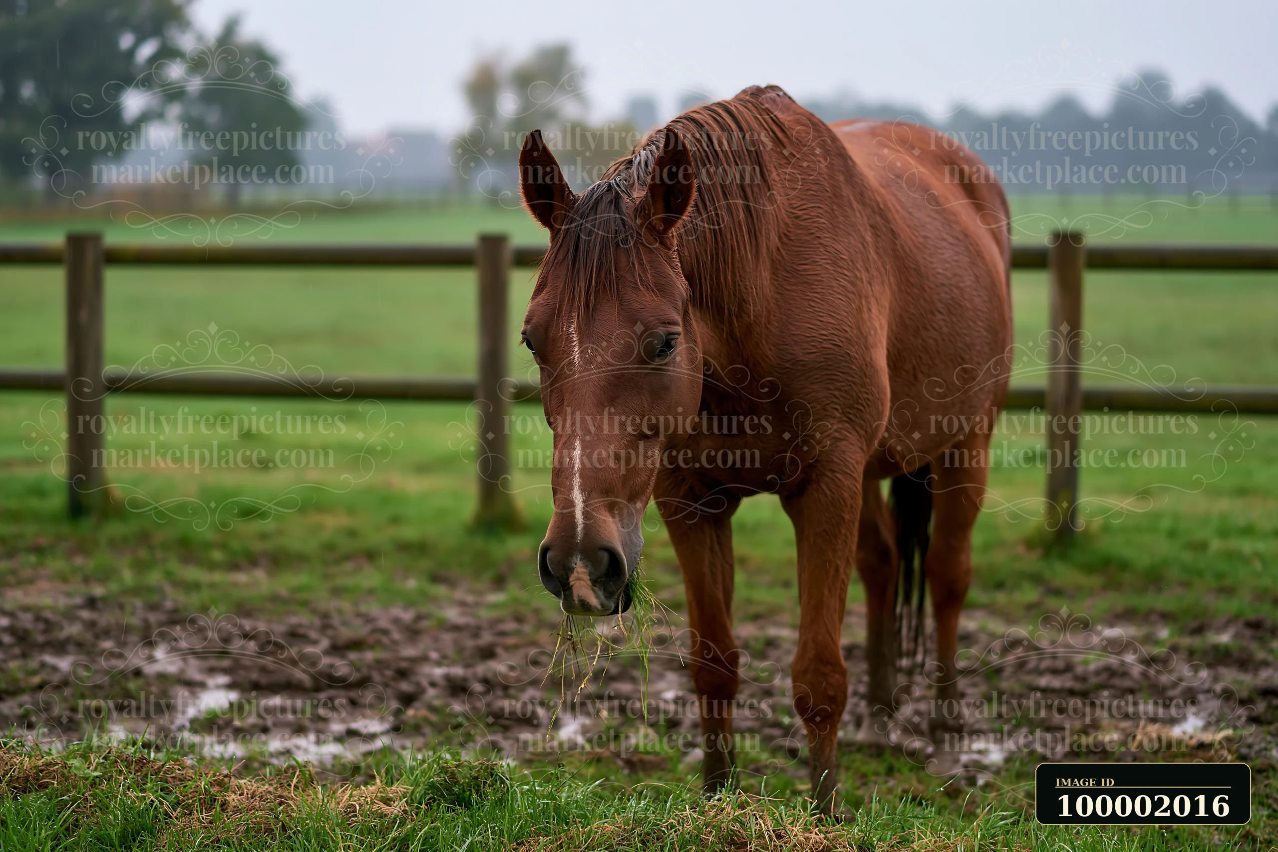 A horse stands in a paddock during rain, surrounded by grass and a wooden fence.