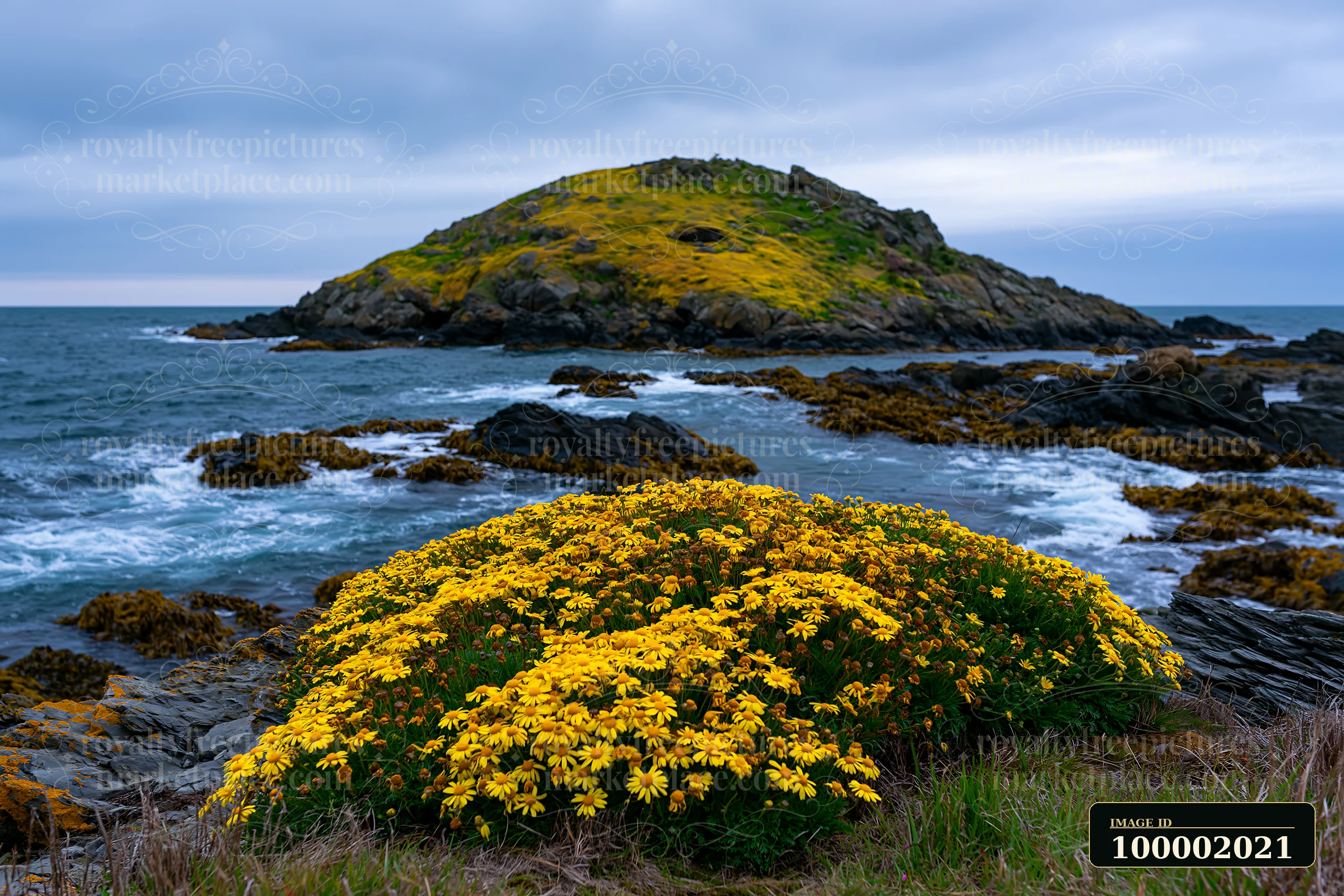 A flower-covered island is surrounded by ocean waters and rocky shoreline.
