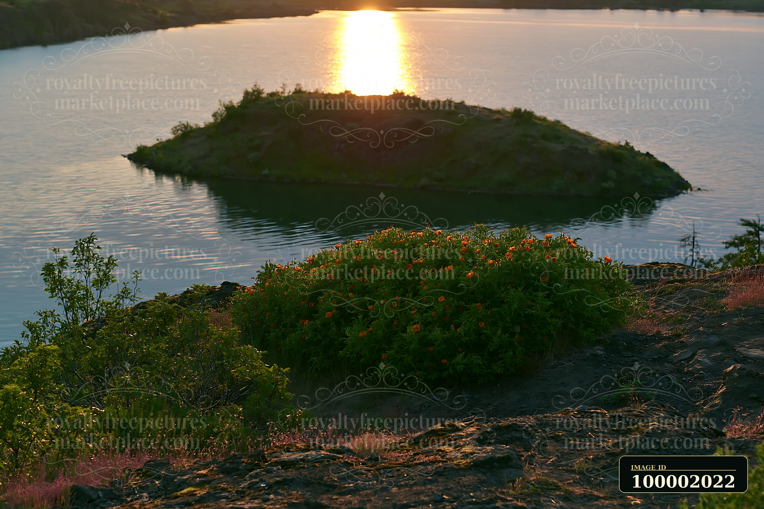 An island with flowers at sunset sits in the water.