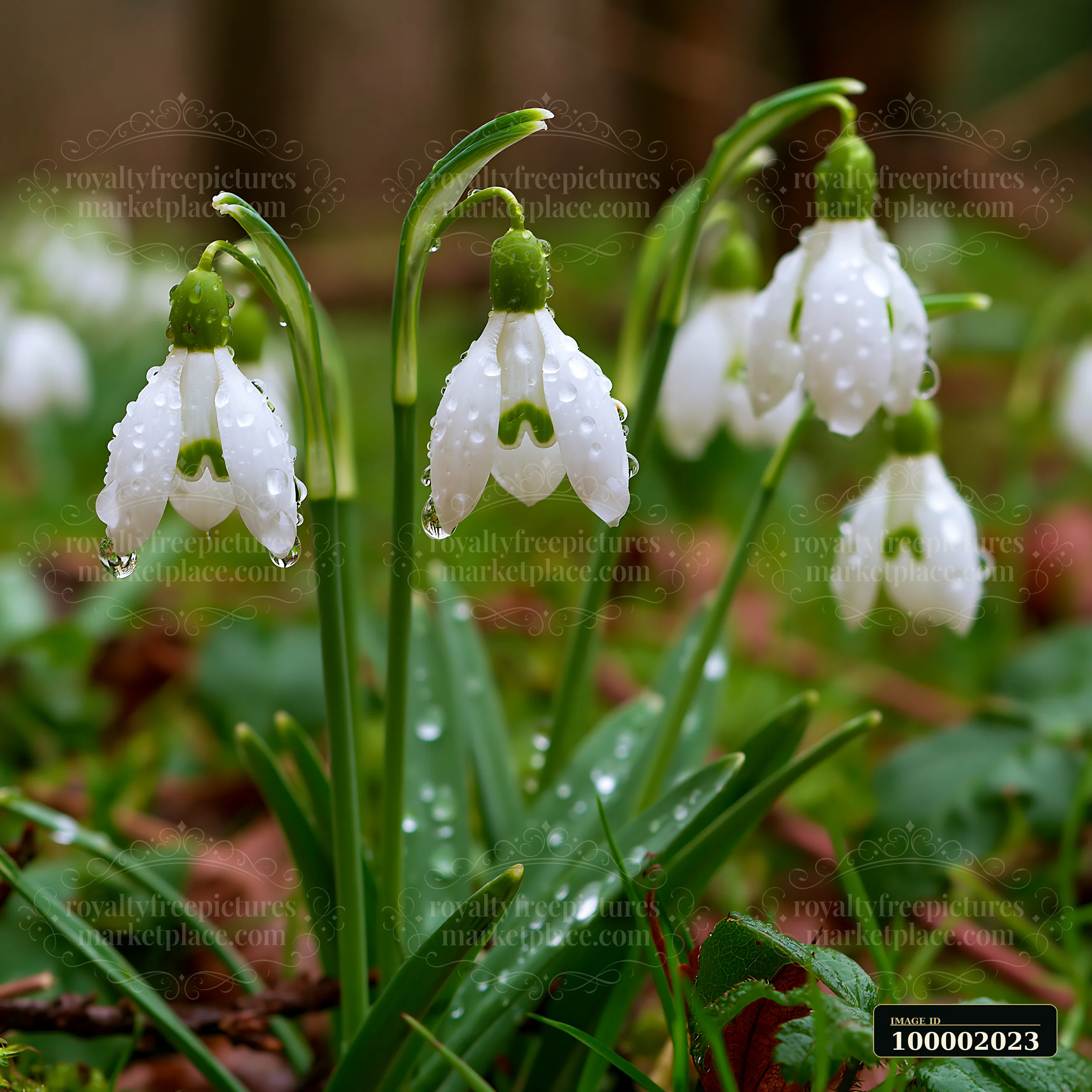 Snowdrop flowers with water droplets are growing beneath trees in a wooded area, signaling the arrival of spring.