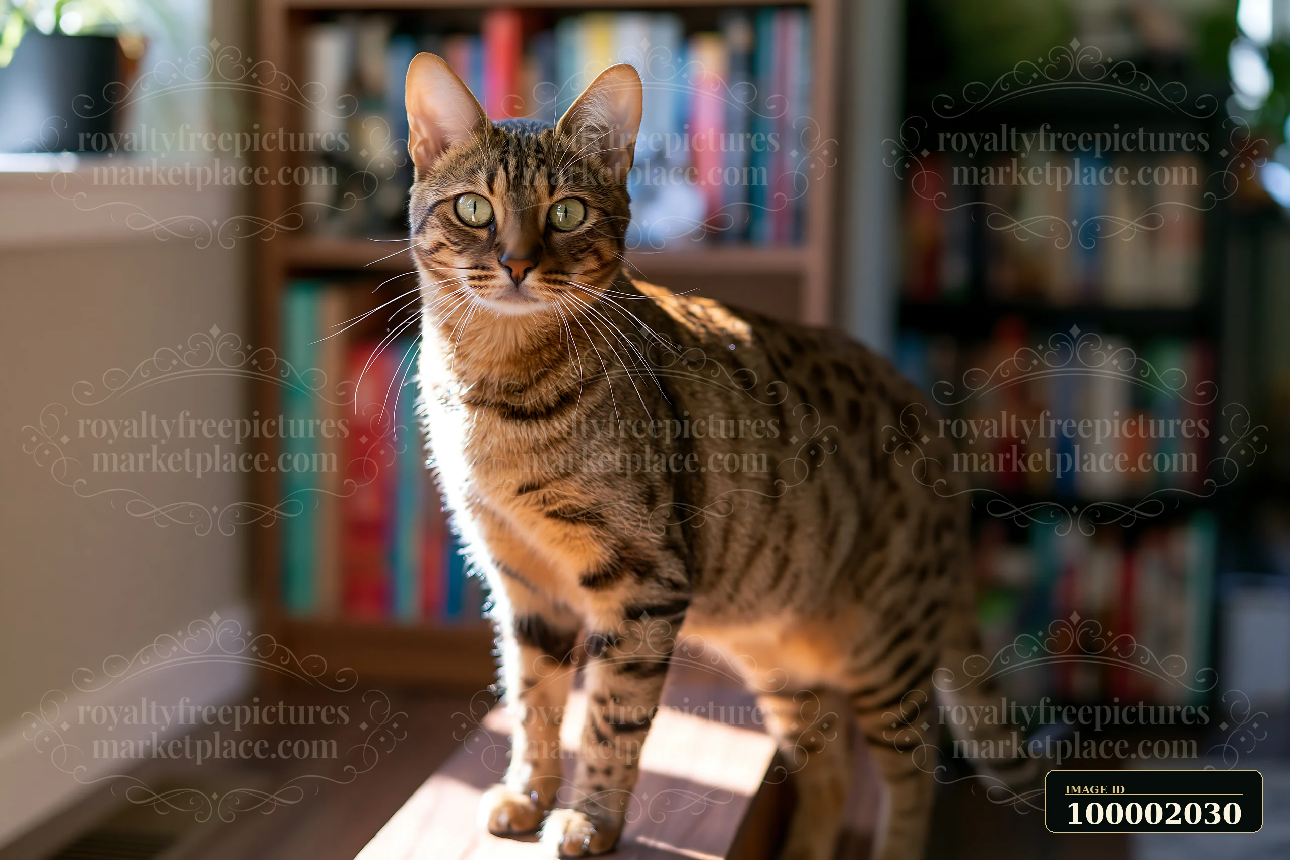 A Savannah cat stands on a wooden surface in a well-lit room filled with bookshelves.