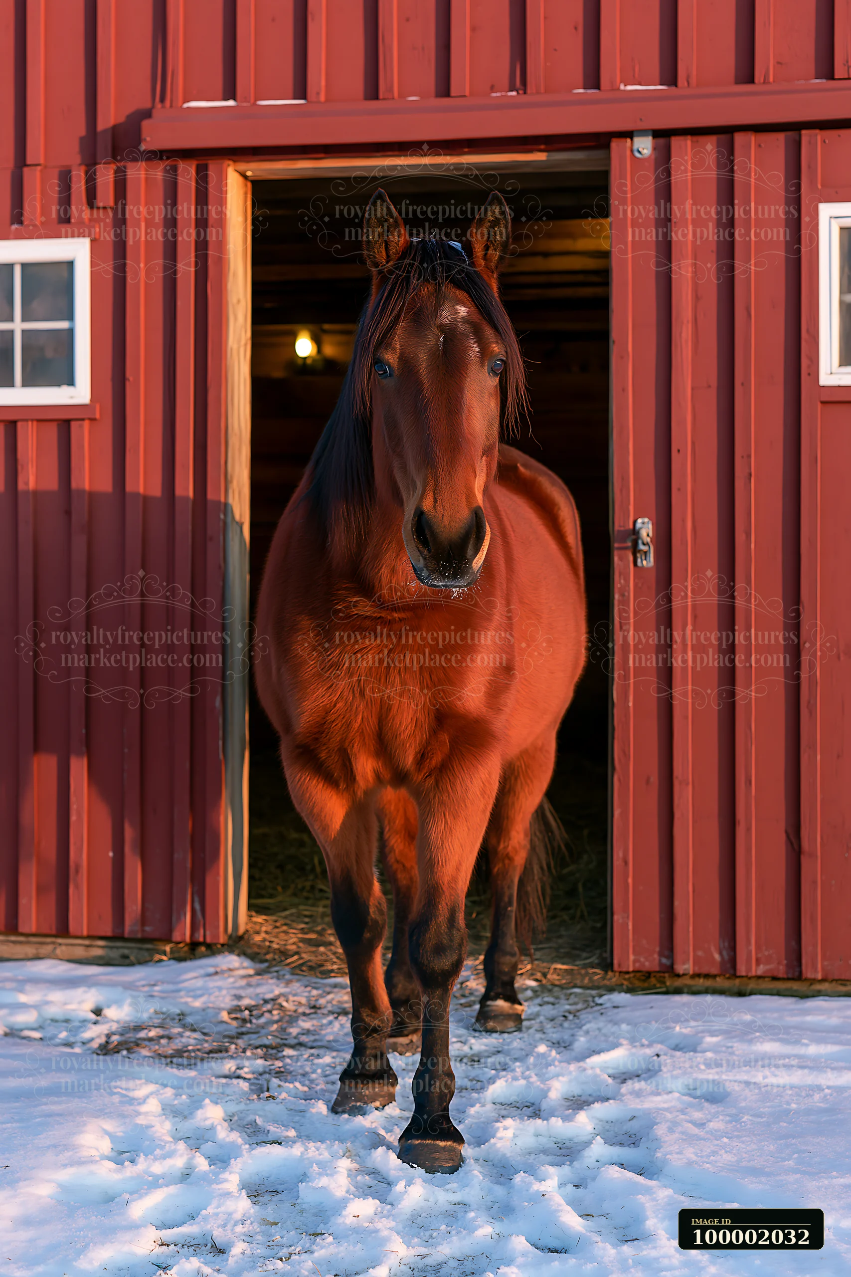 A horse stands in the doorway of a red barn, with snow on the ground.