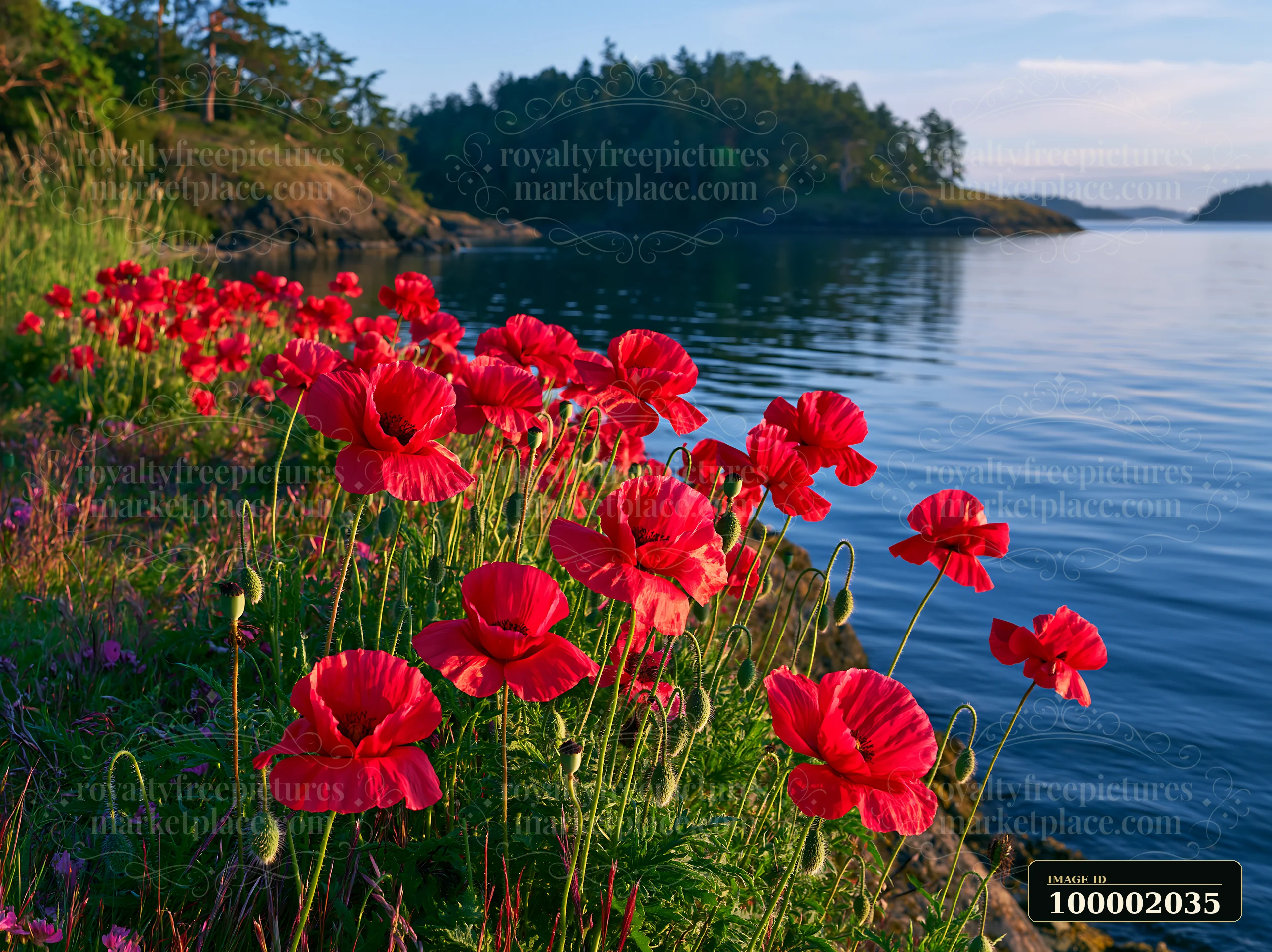 Red flowers grow along the shore of an island in a bay.
